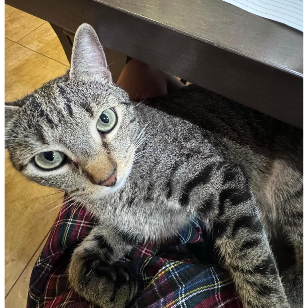 Oscar