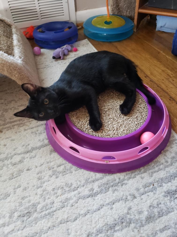 Enlarge Jay, a Adoptable Domestic Short Hair in Alexandria, VA image 2/4