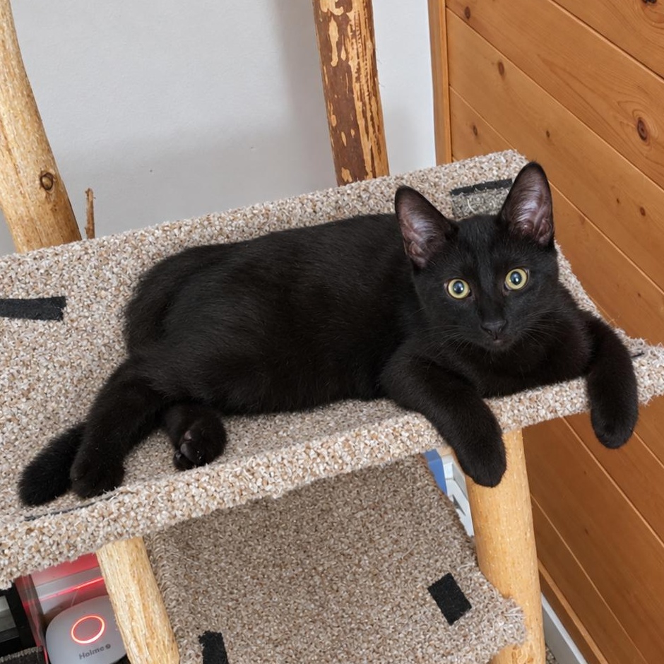 Enlarge Jay, a Adoptable Domestic Short Hair in Alexandria, VA image 1/1