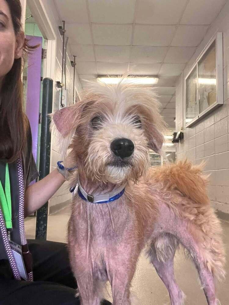 Zuko, Adoptable, Senior Male Cairn Terrier.