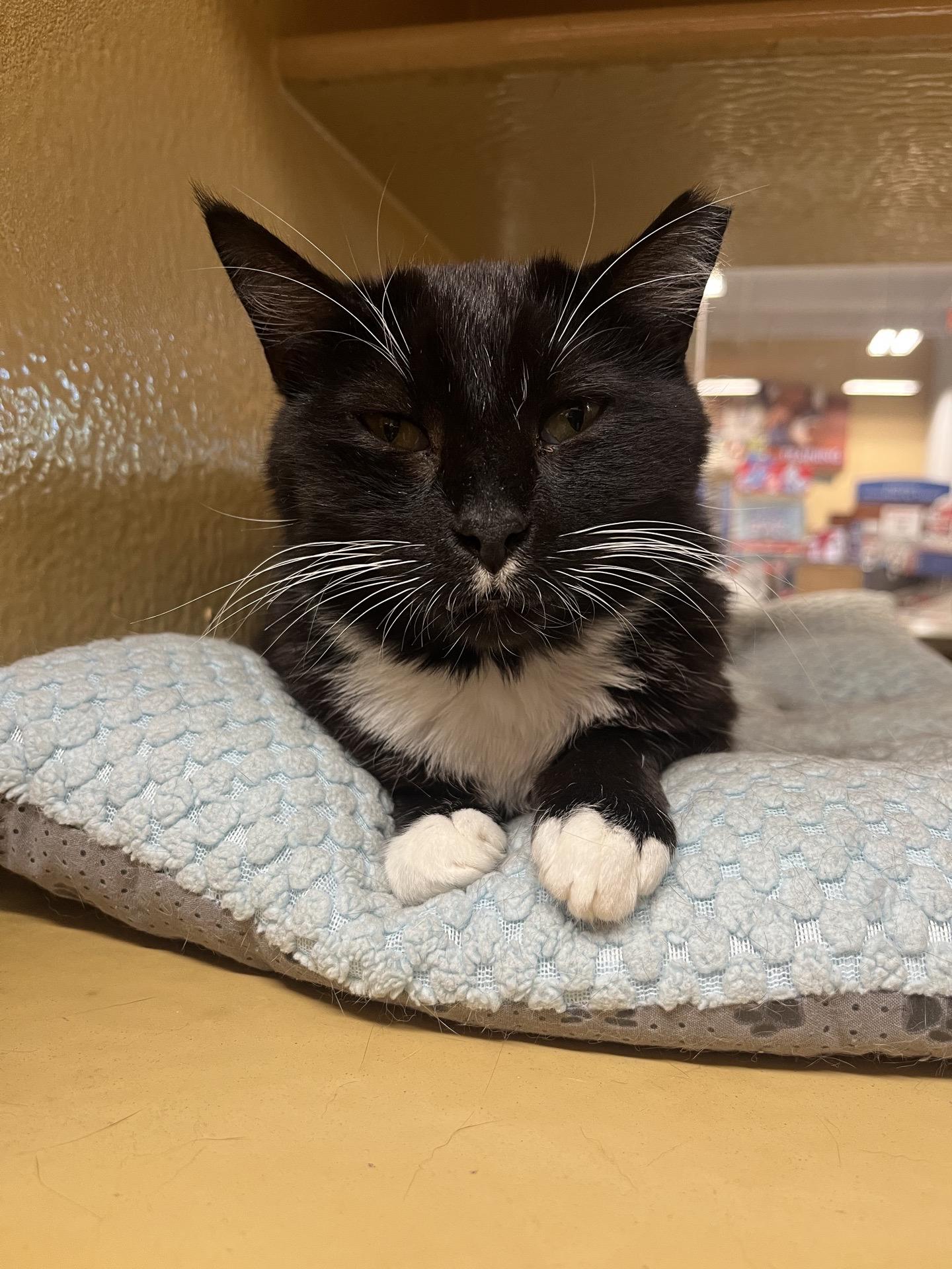 Molly, a ADOPTABLE Domestic Short Hair in City of Industry, CA image 3/4