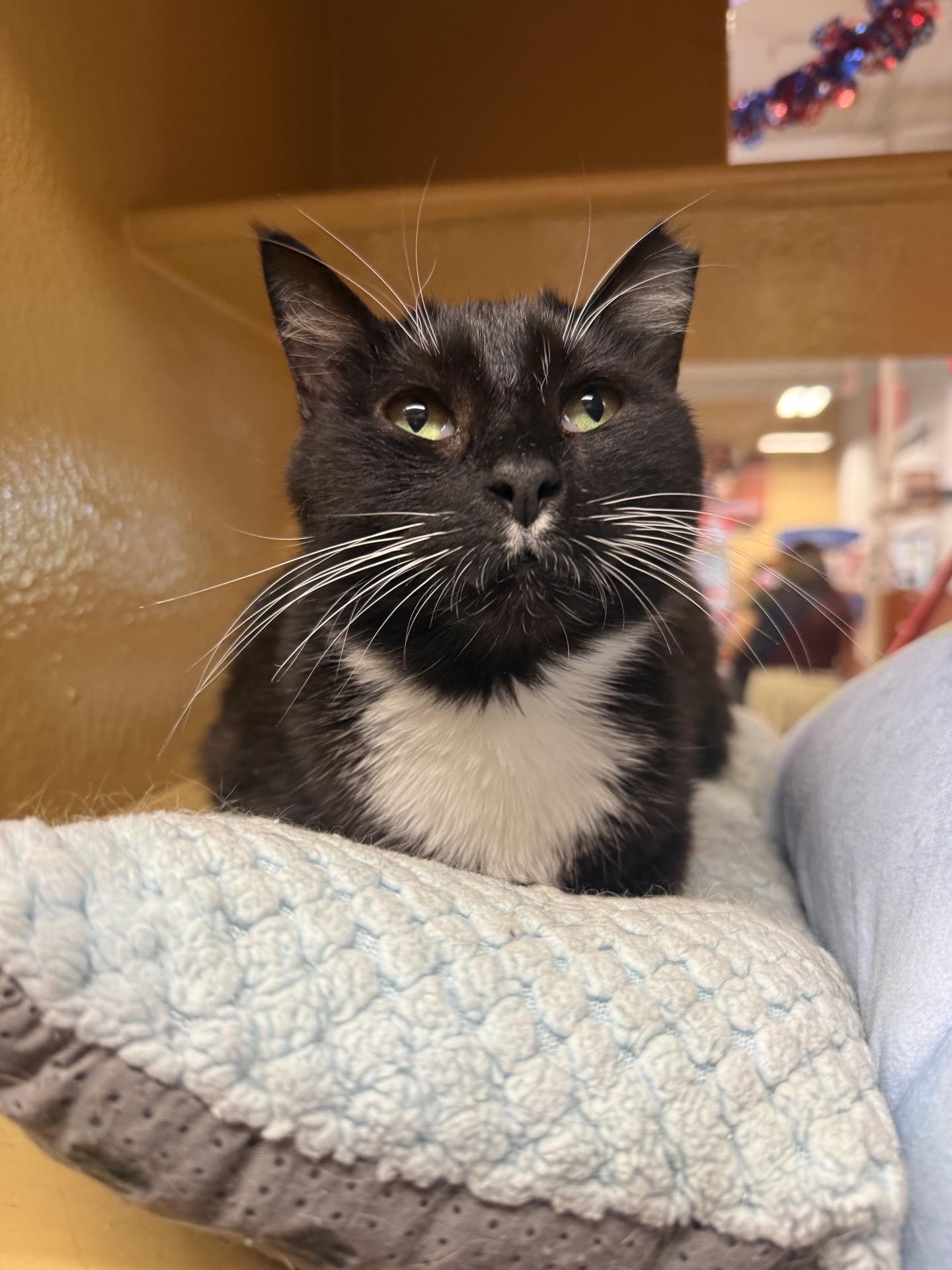 Molly, ADOPTABLE, Young Female Domestic Short Hair.
