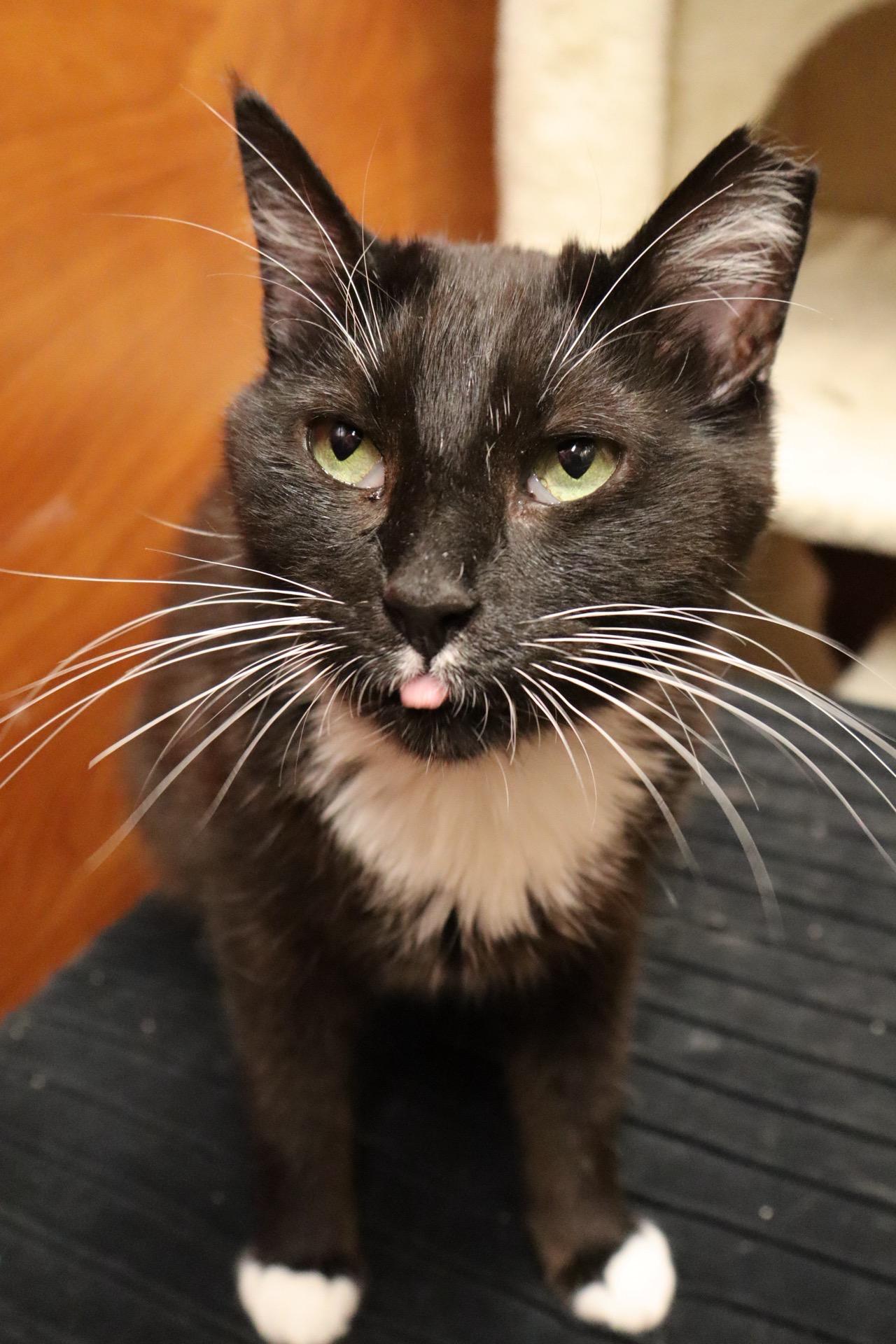 Molly, a ADOPTABLE Domestic Short Hair in City of Industry, CA image 4/4