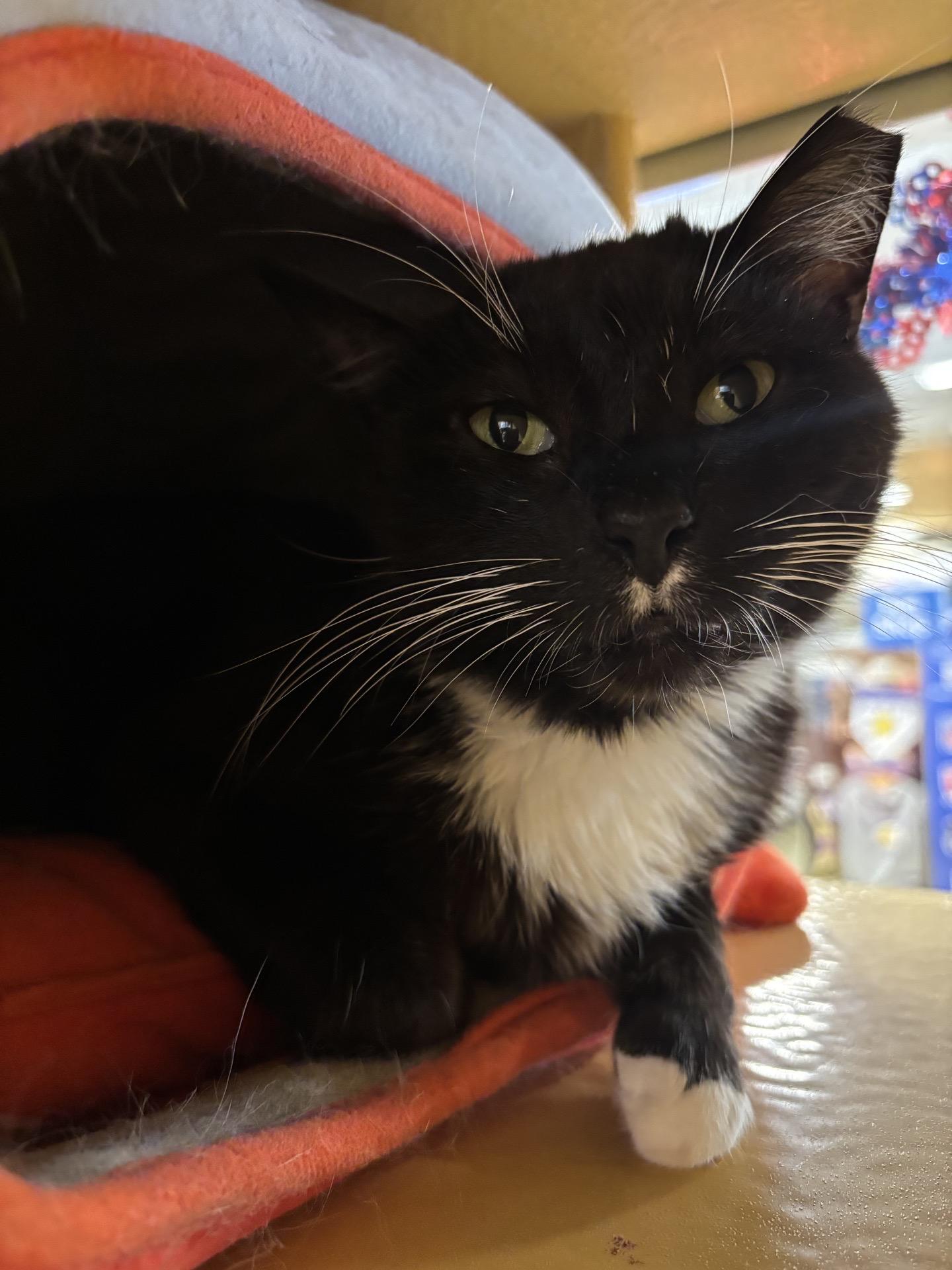 Molly, a ADOPTABLE Domestic Short Hair in City of Industry, CA image 2/4