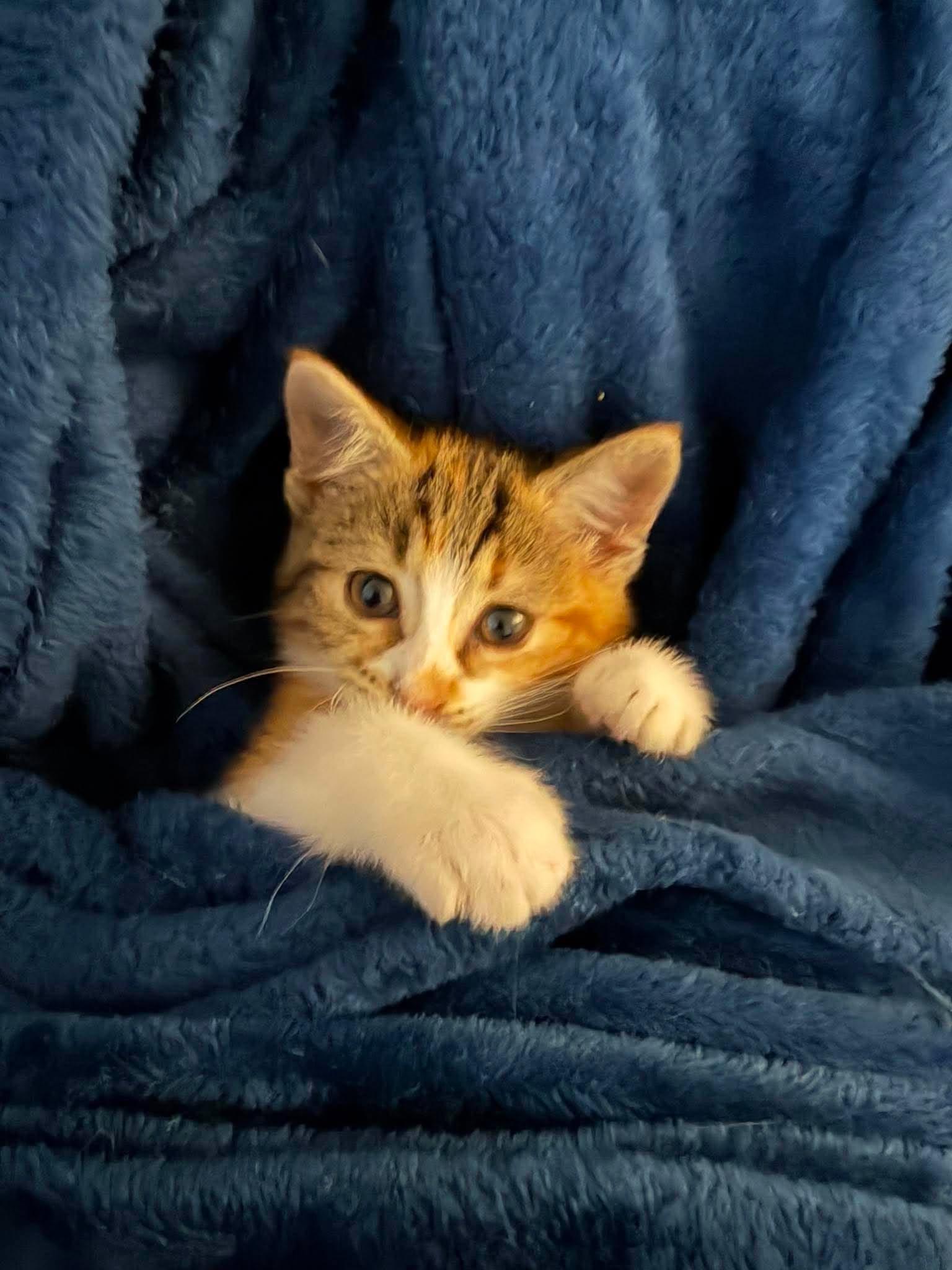 Enlarge CALLIE, a Adoption Pending Domestic Short Hair in Tillsonburg, ON image 1/1