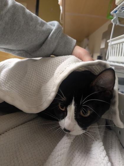 Gail and Simone, a Adoptable mixed breed in Bellingham, WA image 5/6