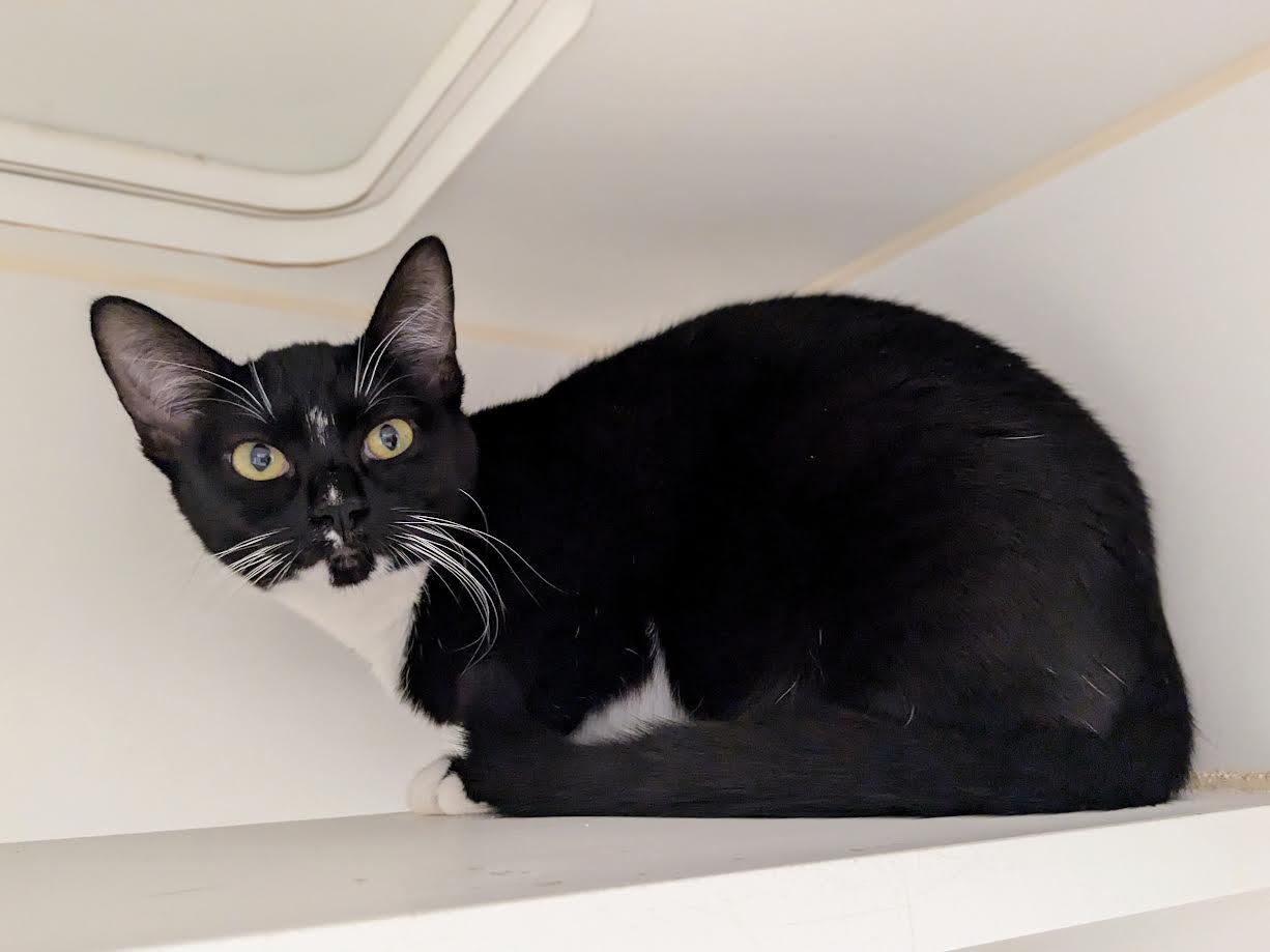 Gail and Simone, a Adoptable mixed breed in Bellingham, WA image 2/6