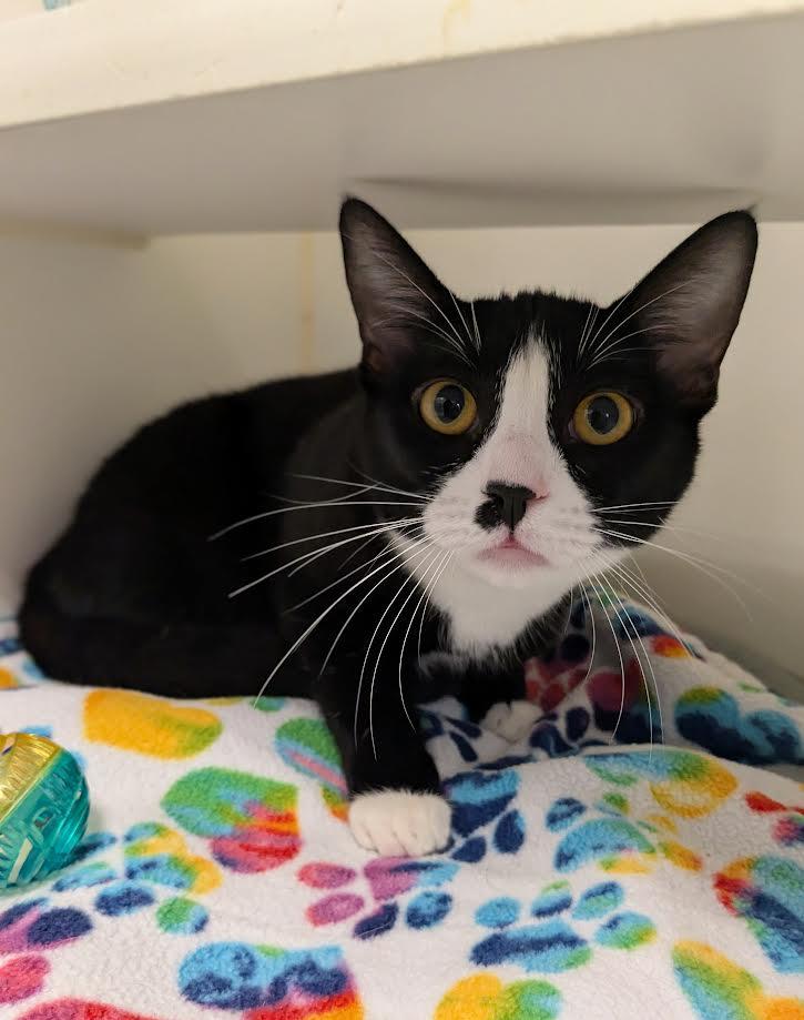 Gail and Simone, a Adoptable mixed breed in Bellingham, WA image 4/6