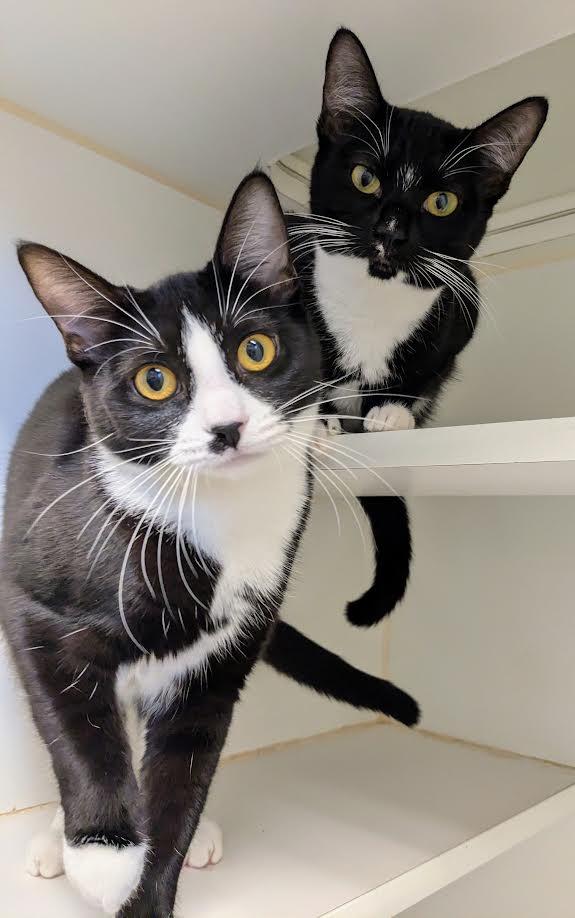 Gail and Simone, Adoptable, Young Female Domestic Short Hair.
