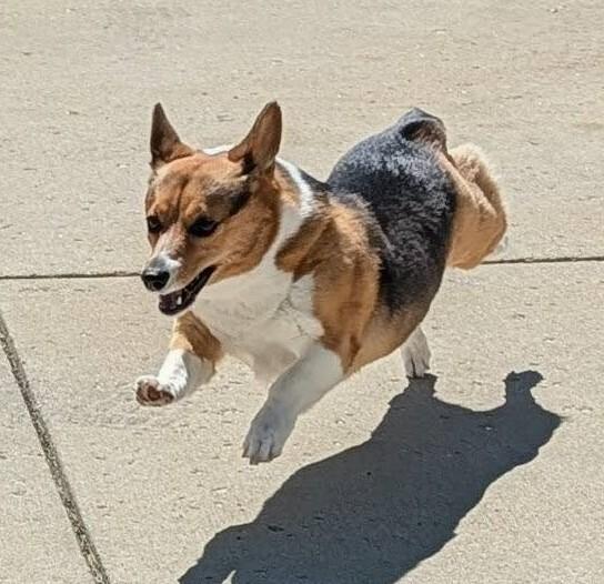 Harley, Adoptable, Adult Female Corgi.