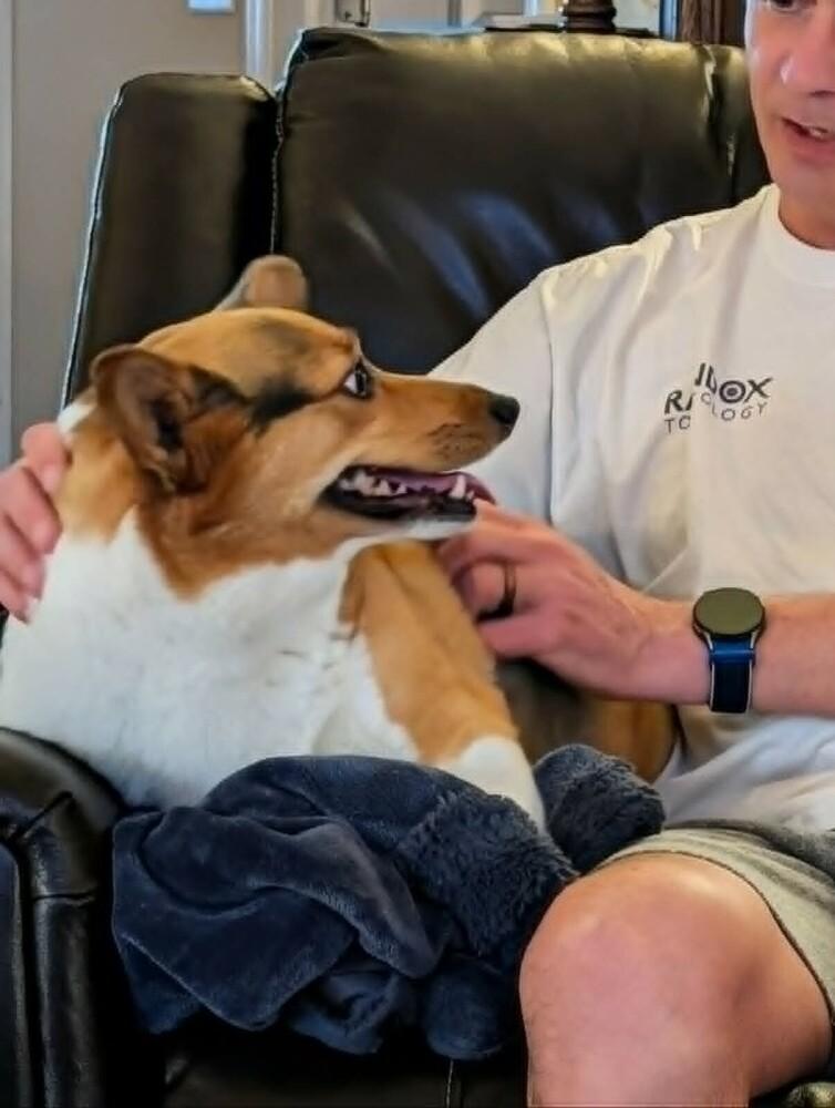 Harley, a Adoptable Corgi in Madison, WI image 2/4