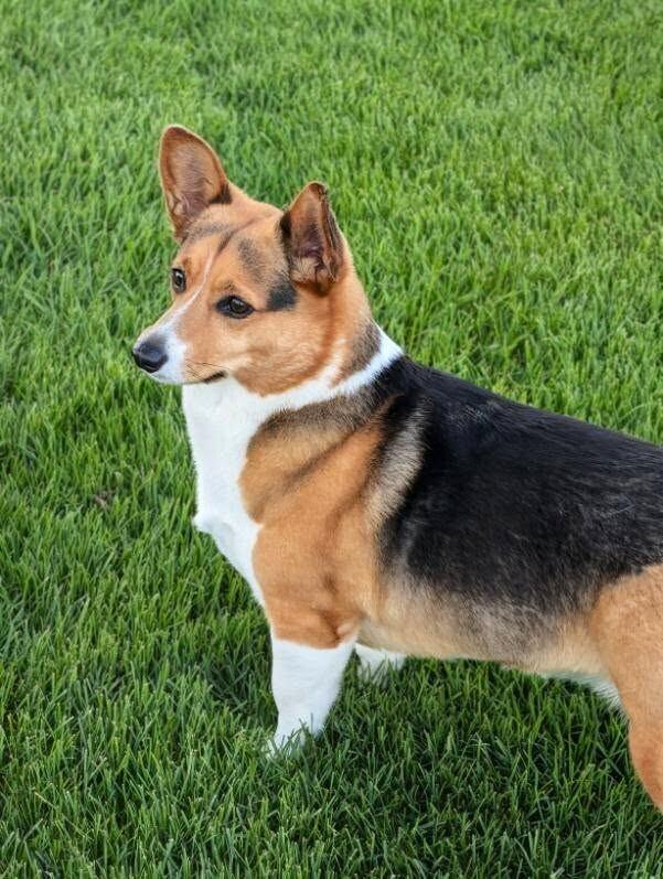 Harley, a Adoptable Corgi in Madison, WI image 3/4