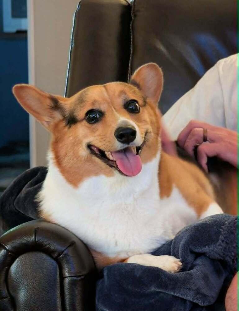 Harley, a Adoptable Corgi in Madison, WI image 4/4