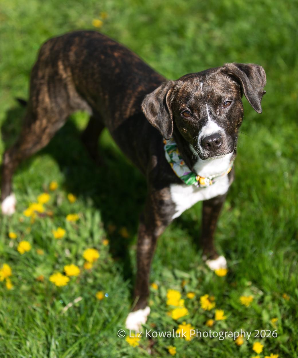 Bacon, an adopted mixed breed in Rochester, NY image 5/6