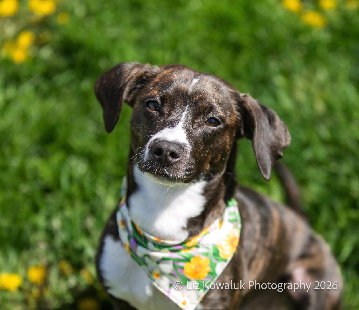 Bacon, an adopted mixed breed in Rochester, NY image 2/6