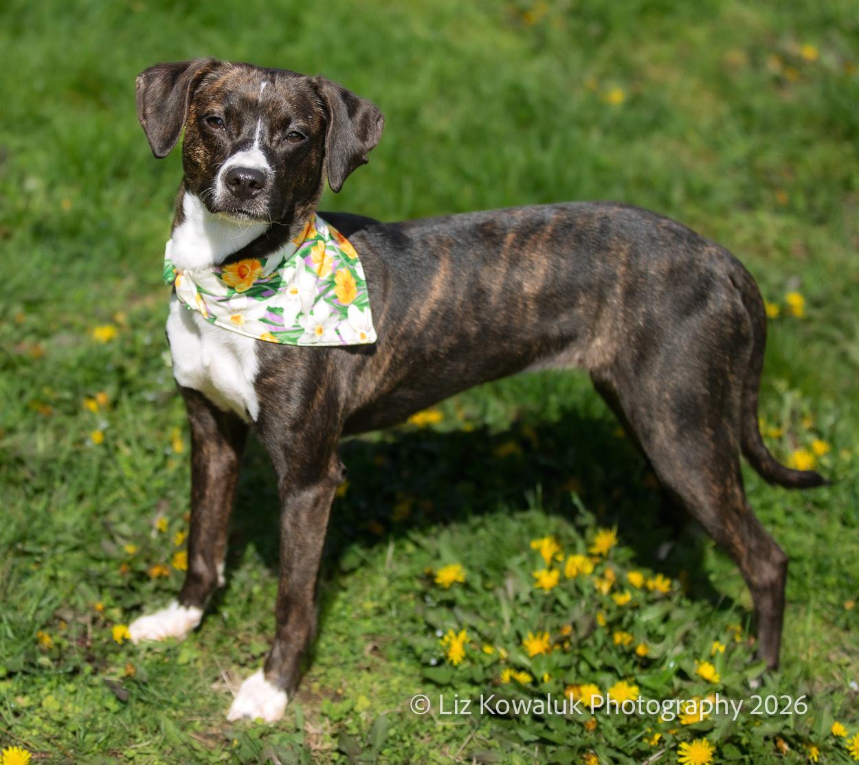 Bacon, an adopted mixed breed in Rochester, NY image 4/6