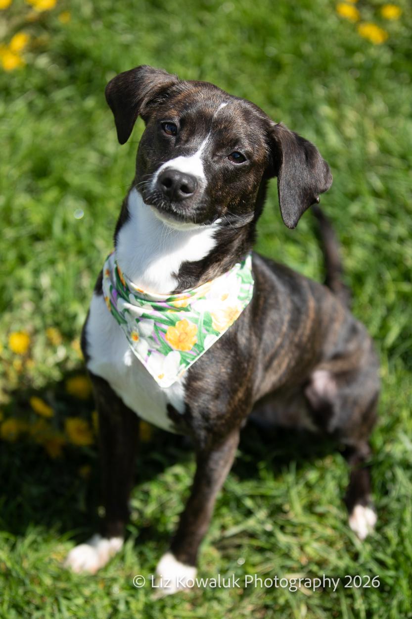 Bacon, an adopted mixed breed in Rochester, NY image 6/6