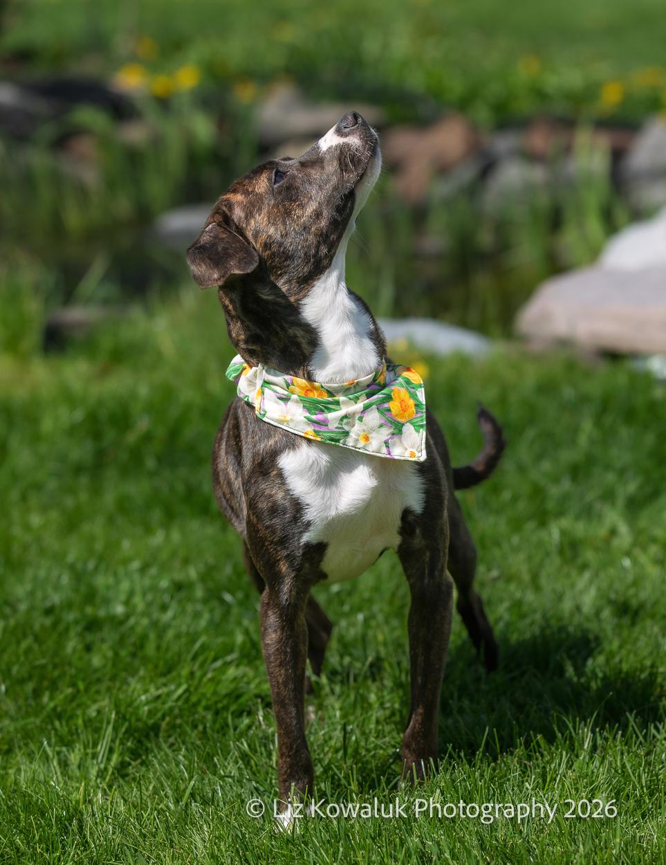 Bacon, an adopted mixed breed in Rochester, NY image 3/6