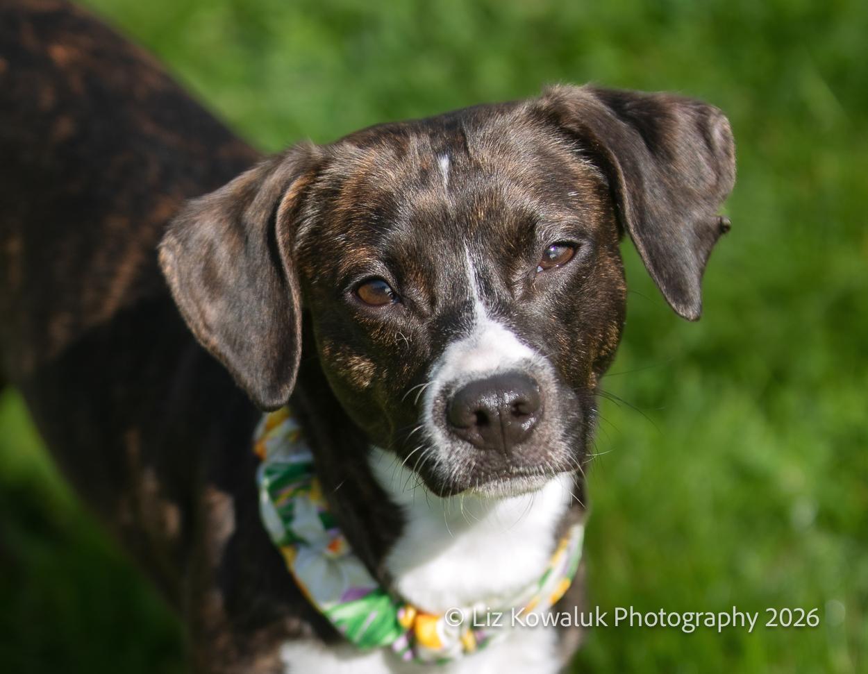 Bacon, adopted, Young Female Mixed Breed.