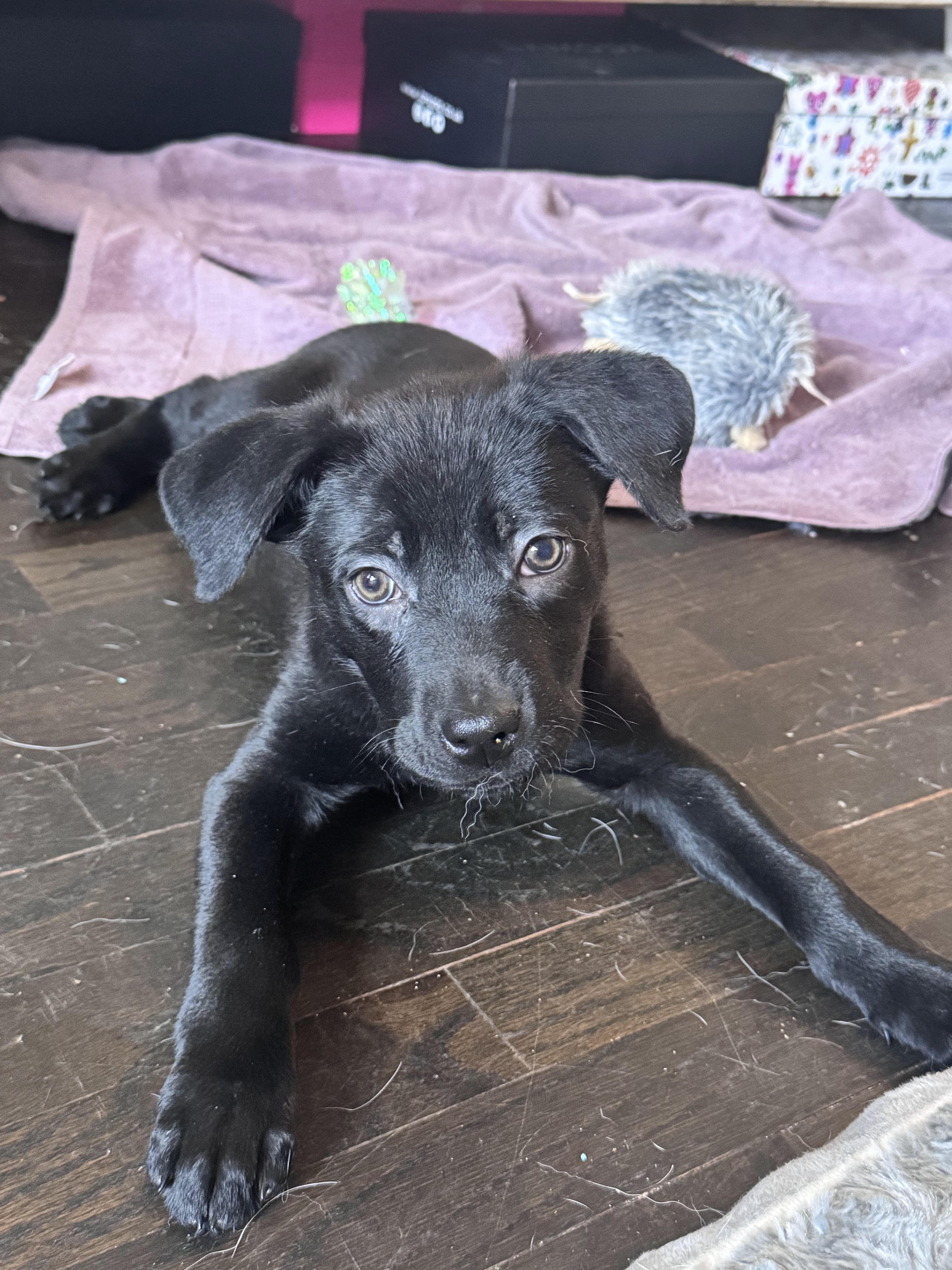 Sheena, an adopted mixed breed in Troy, MI image 2/5