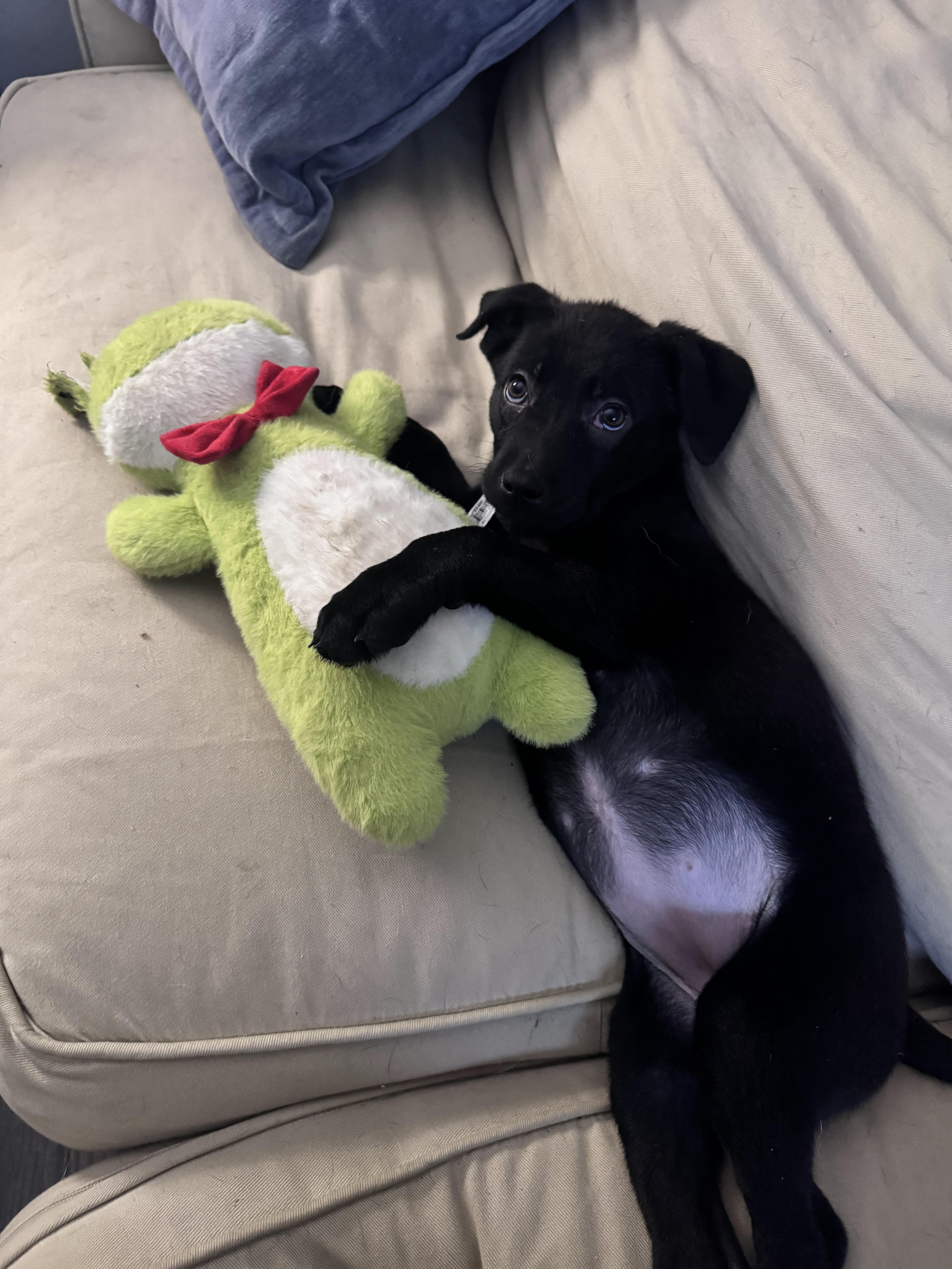 Sheena, an adopted mixed breed in Troy, MI image 4/5