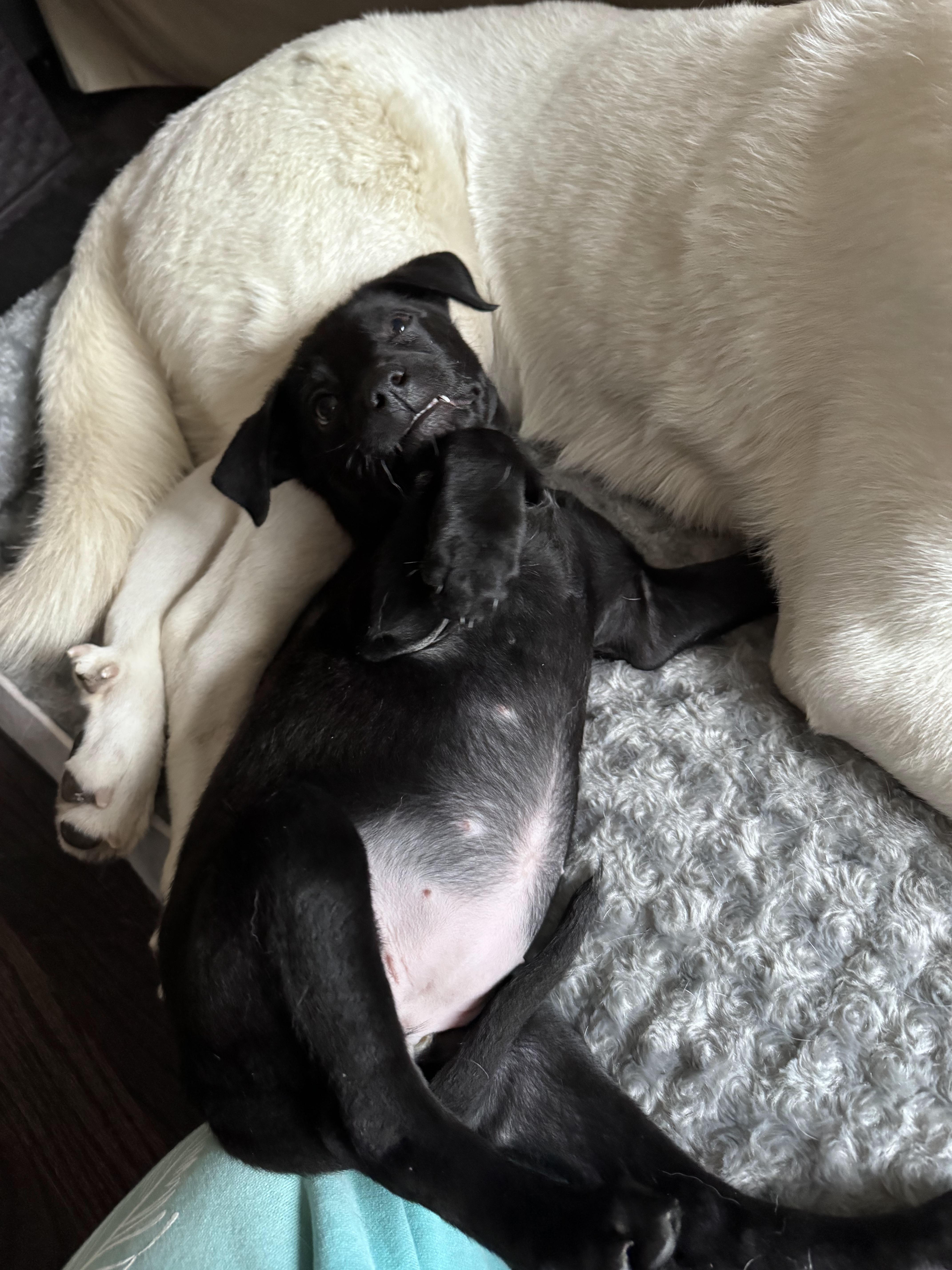 Sheena, an adopted mixed breed in Troy, MI image 3/5