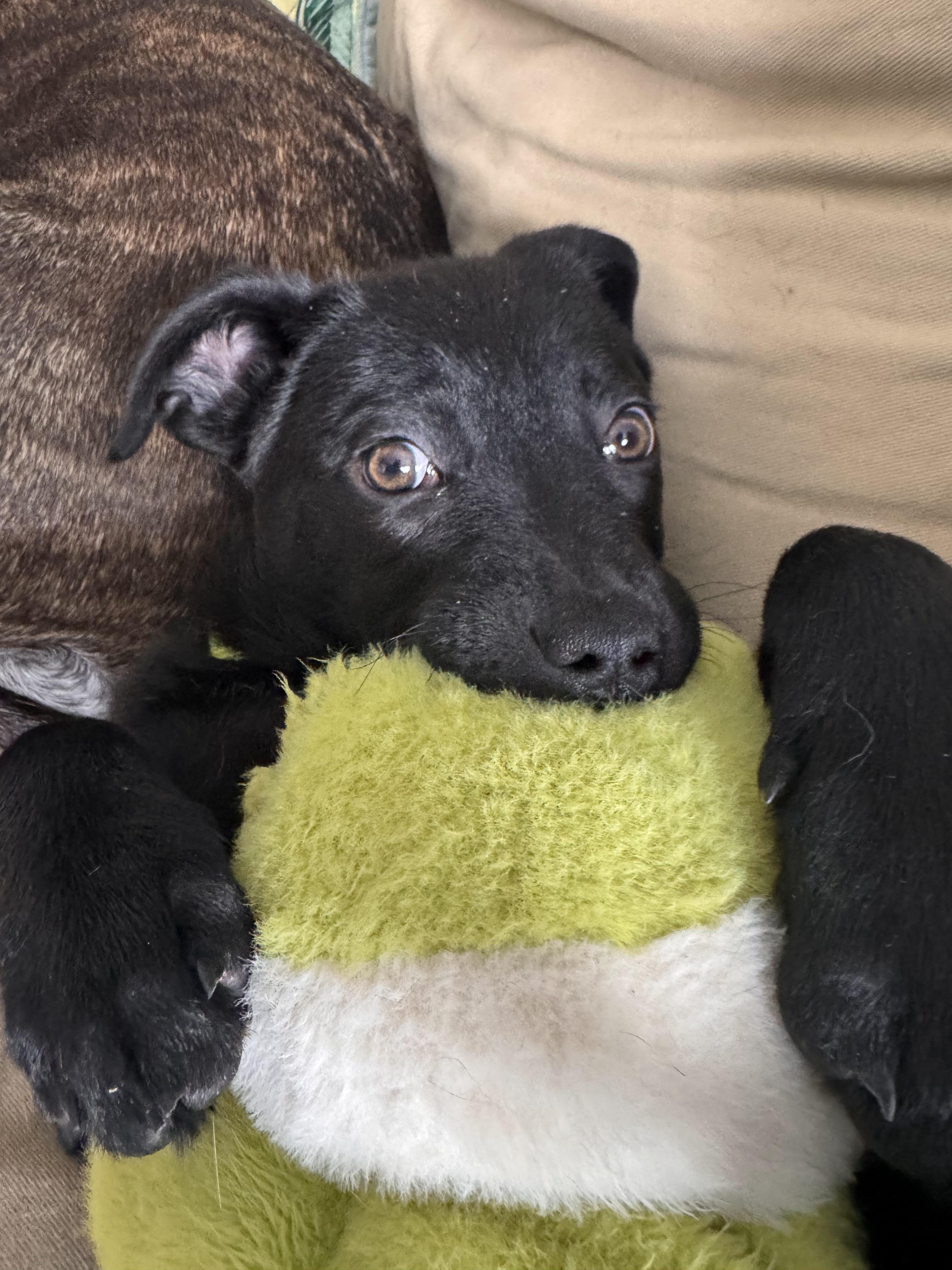 Sheena, an adopted mixed breed in Troy, MI image 1/5