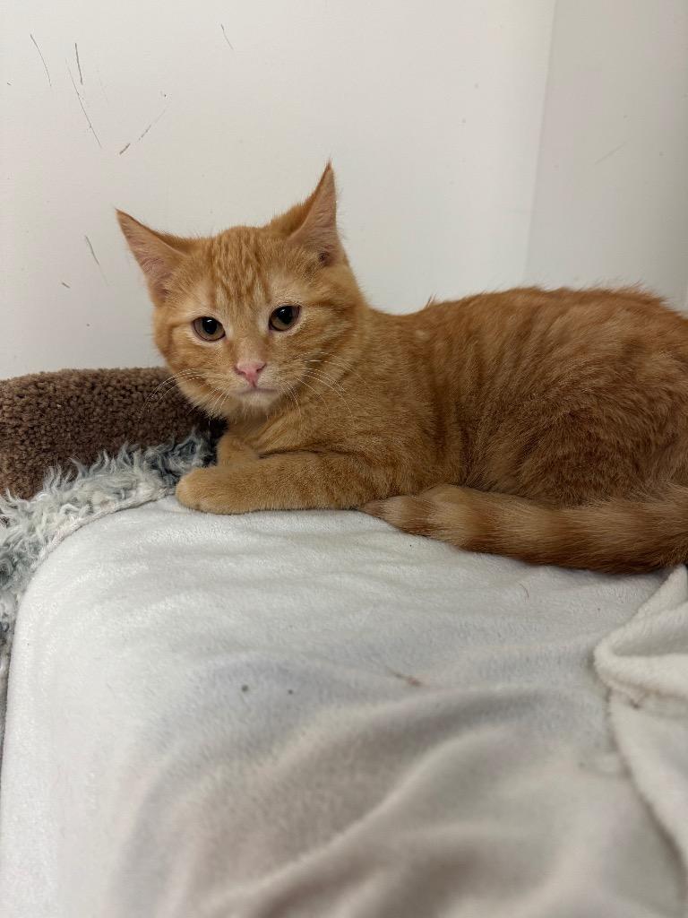 Enlarge Gingerbread Latte, a Adoptable mixed breed in Winnipeg, MB image 3/3