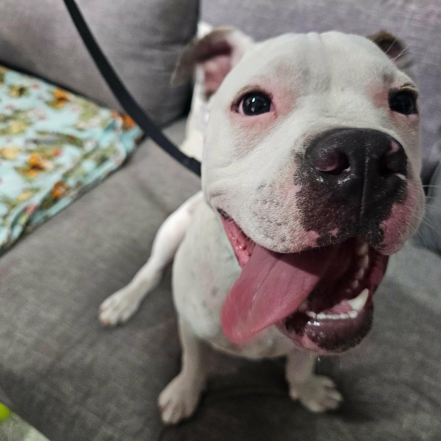 Enlarge Playful Parker, a Adopted mixed breed in Boise, ID image 2/6
