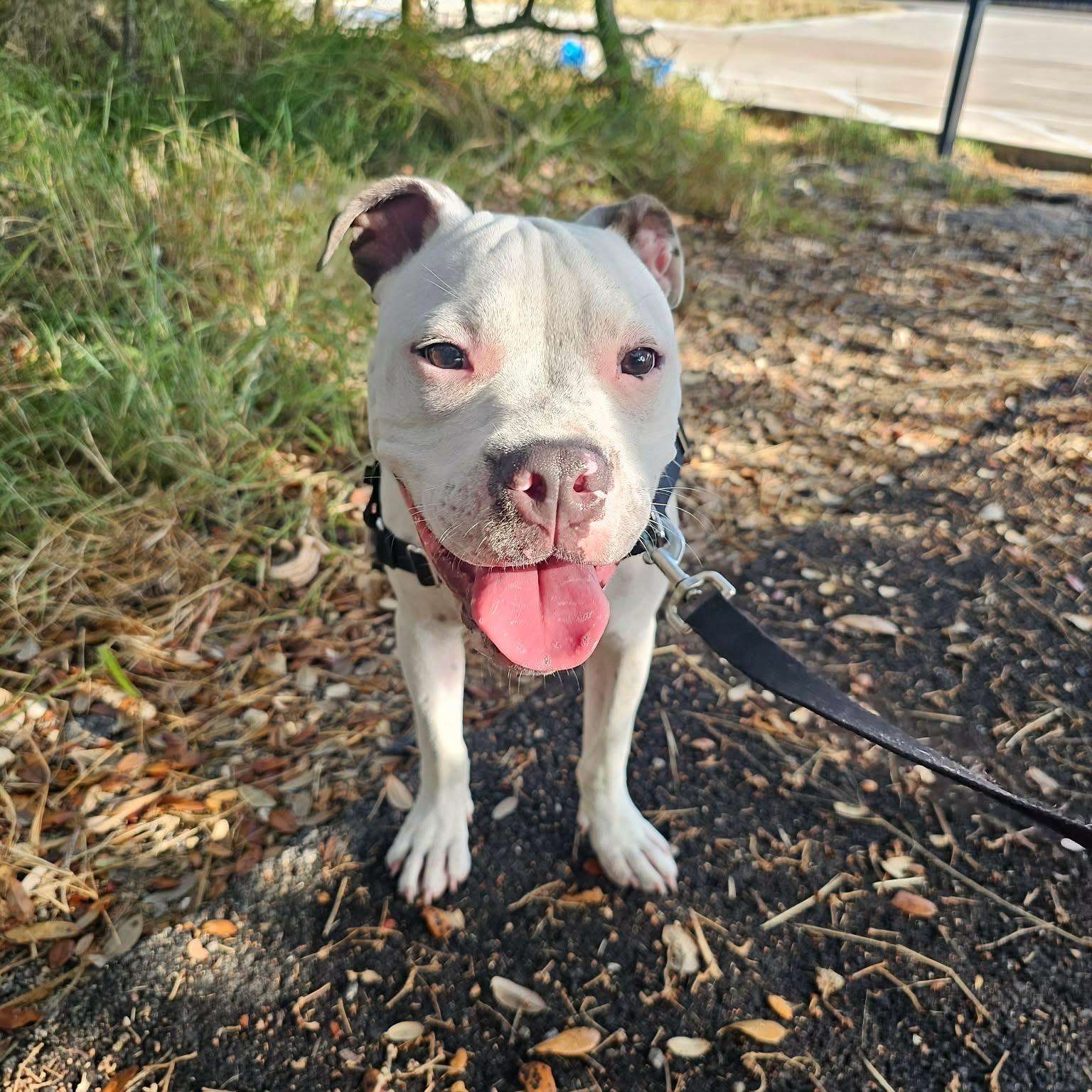 Enlarge Playful Parker, a Adopted mixed breed in Boise, ID image 1/6