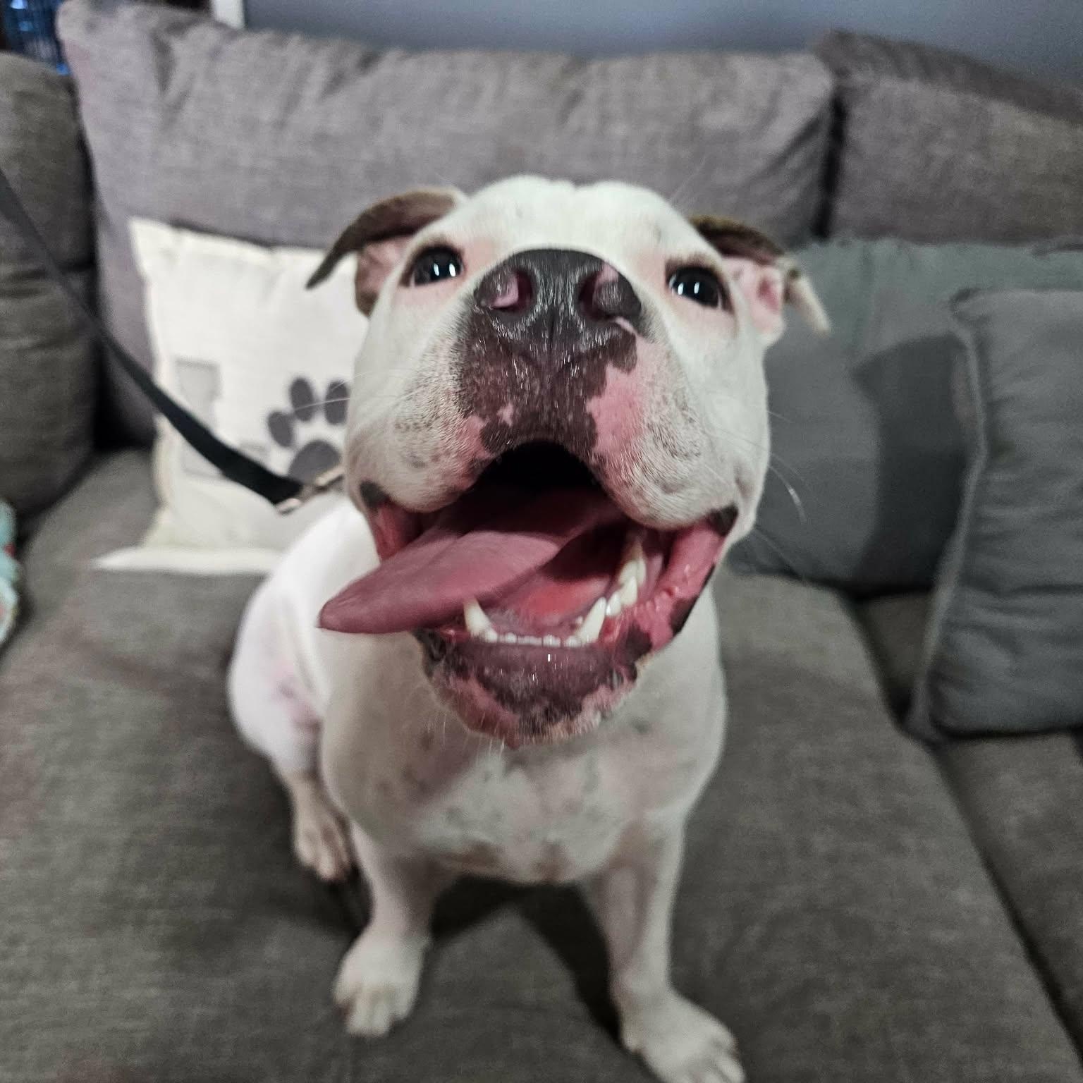 Enlarge Playful Parker, a Adopted mixed breed in Boise, ID image 4/6