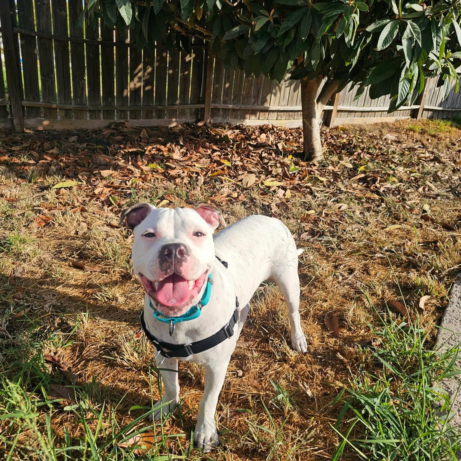 Enlarge Playful Parker, a Adopted mixed breed in Boise, ID image 5/6