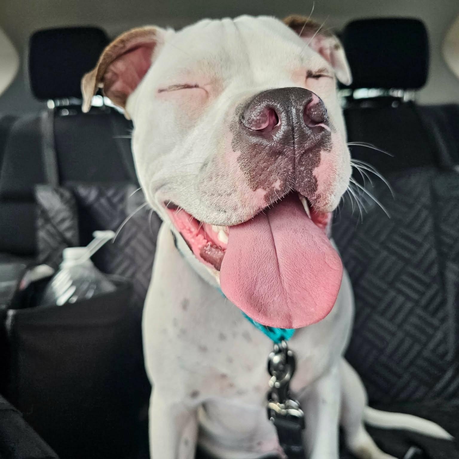Enlarge Playful Parker, a Adopted mixed breed in Boise, ID image 3/6