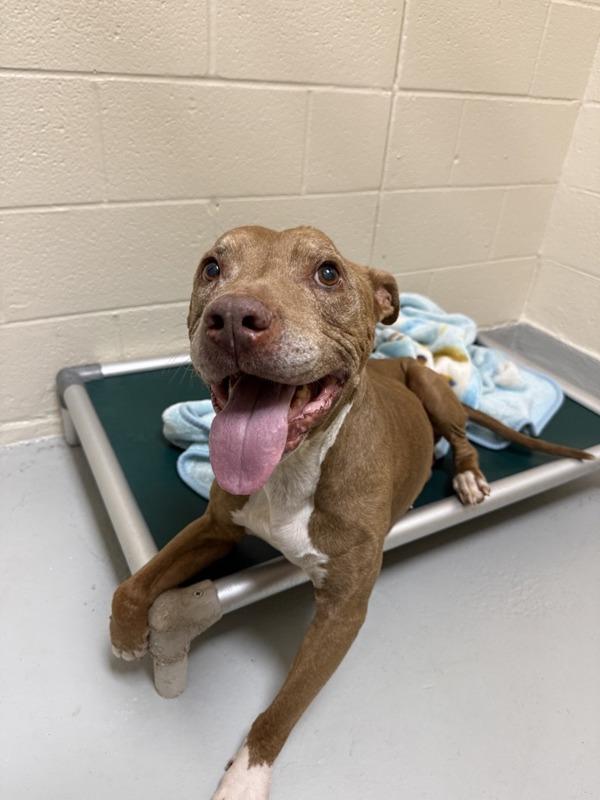 Marlin, Adoptable, Senior Male Mixed Breed & Pit Bull Terrier.