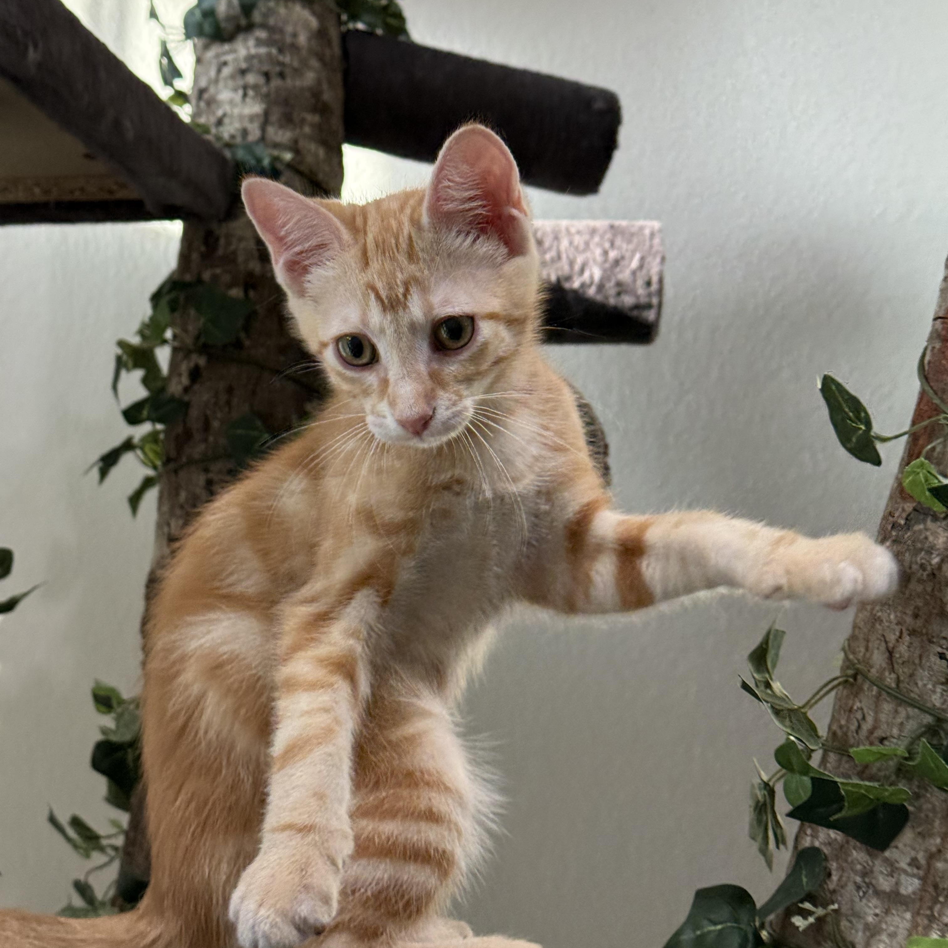 Chandler, Baby Male unknown