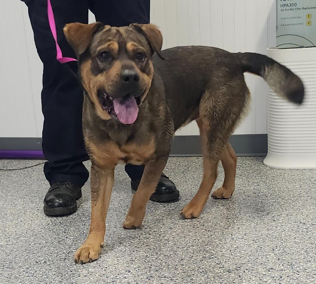 TRIAGE - STRAY HOLD TIL 1/11/26, Adoptable, Adult Male Rottweiler & Shepherd.