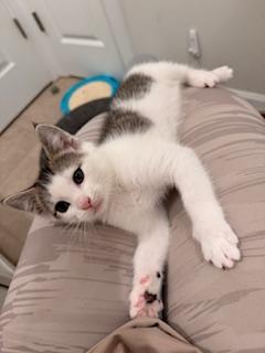 Pistol, ADOPTABLE, Young Female Tabby.