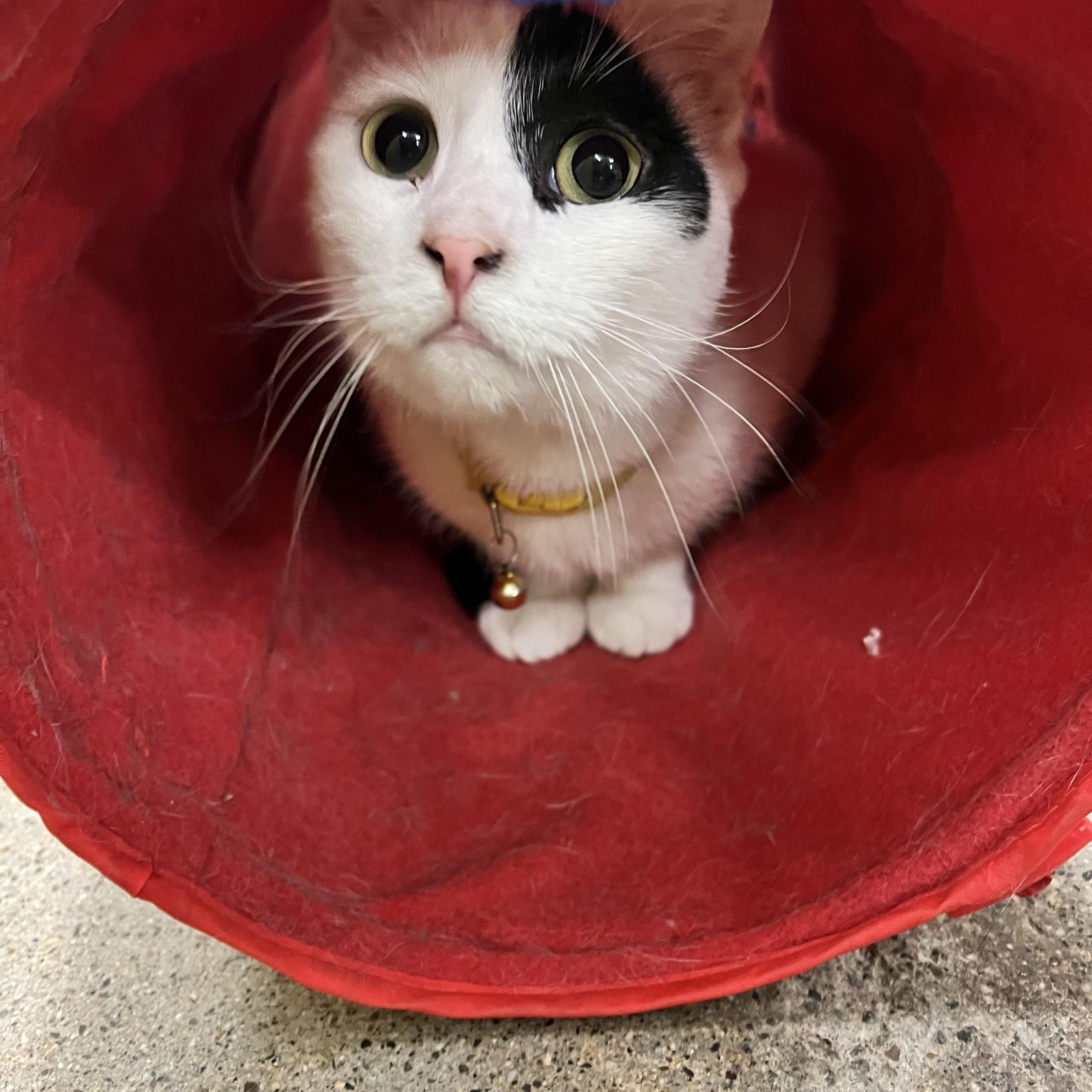 Enlarge Meow-donna, an adopted Domestic Short Hair in Orange, CA image 6/6