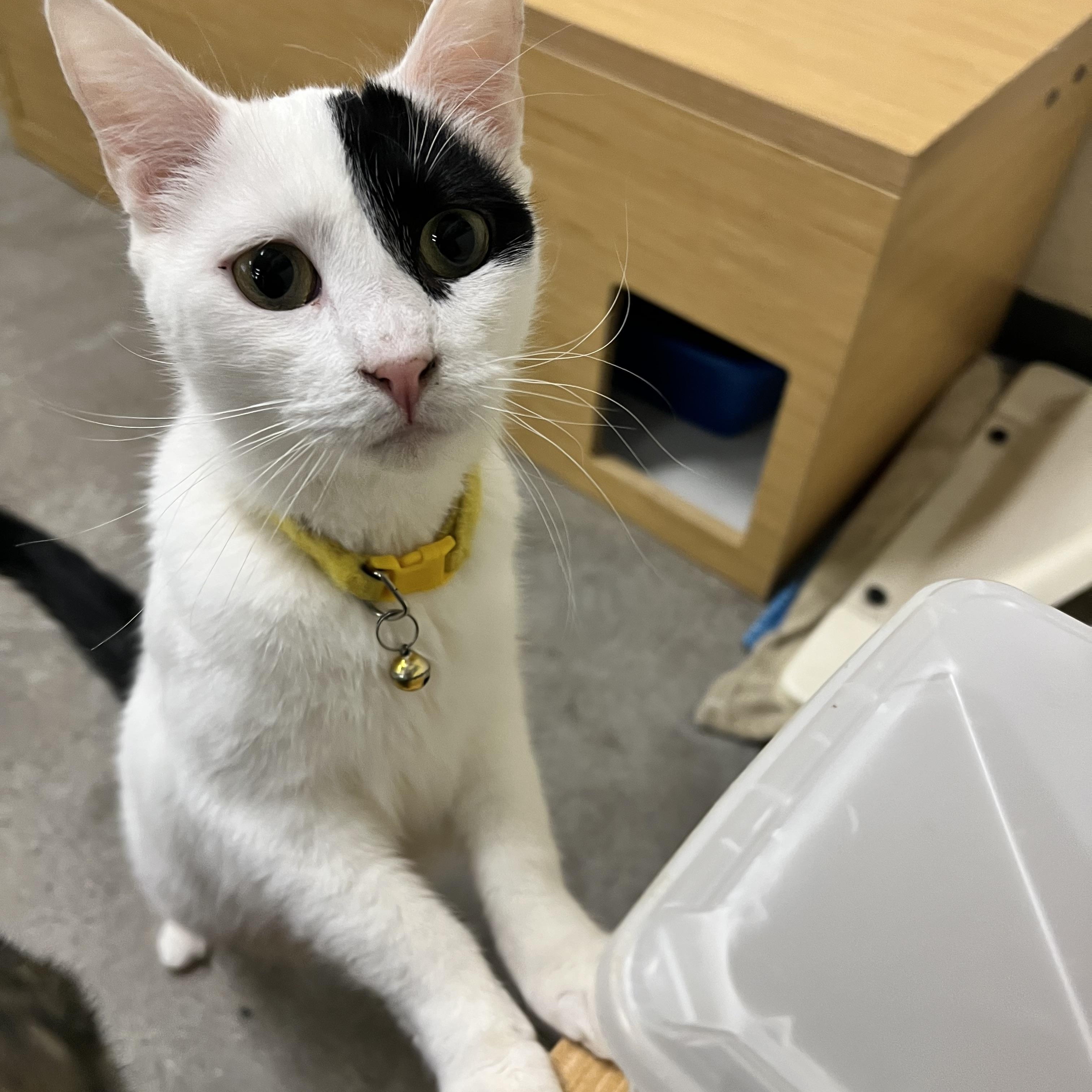 Enlarge Meow-donna, an adopted Domestic Short Hair in Orange, CA image 2/6