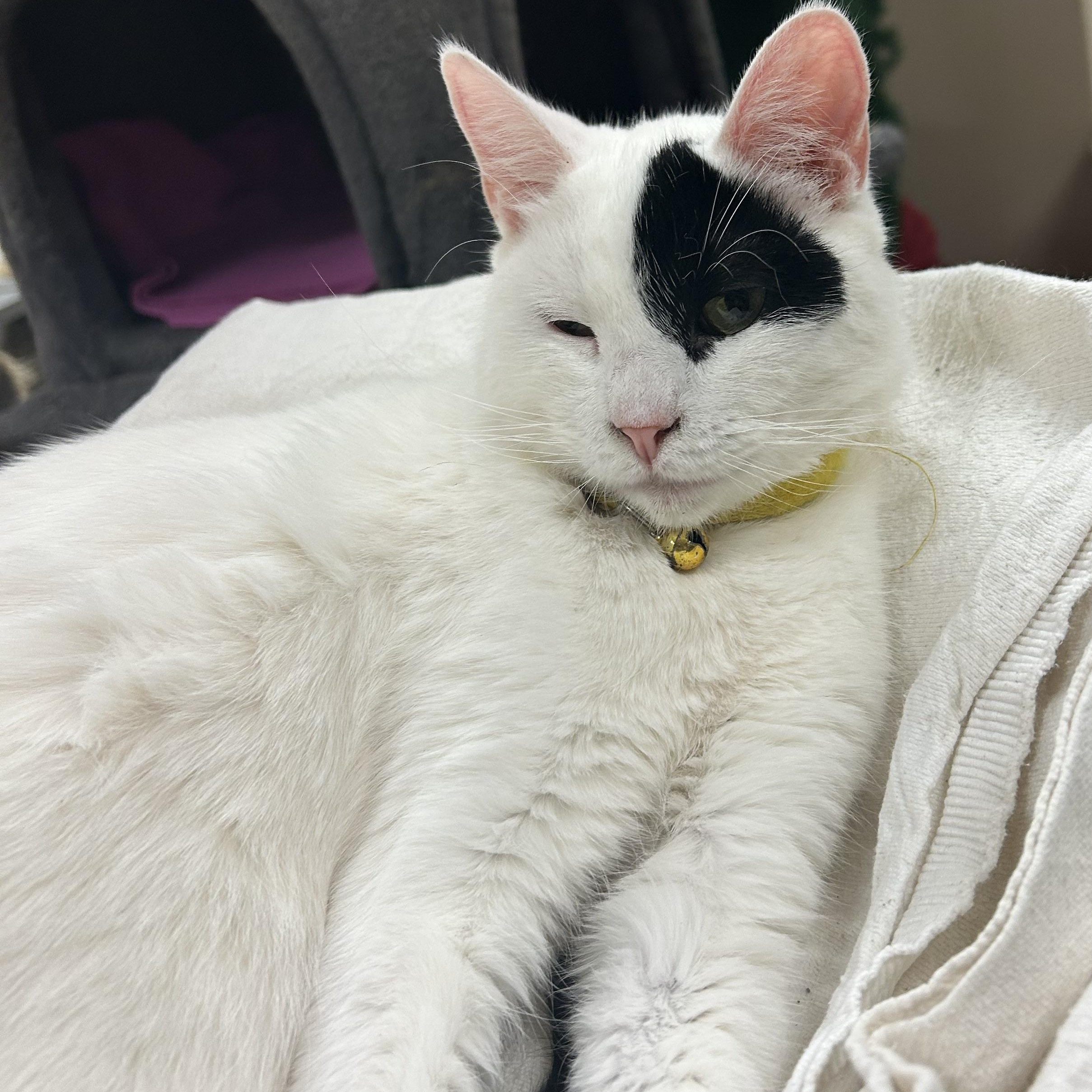 Enlarge Meow-donna, an adopted Domestic Short Hair in Orange, CA image 5/6