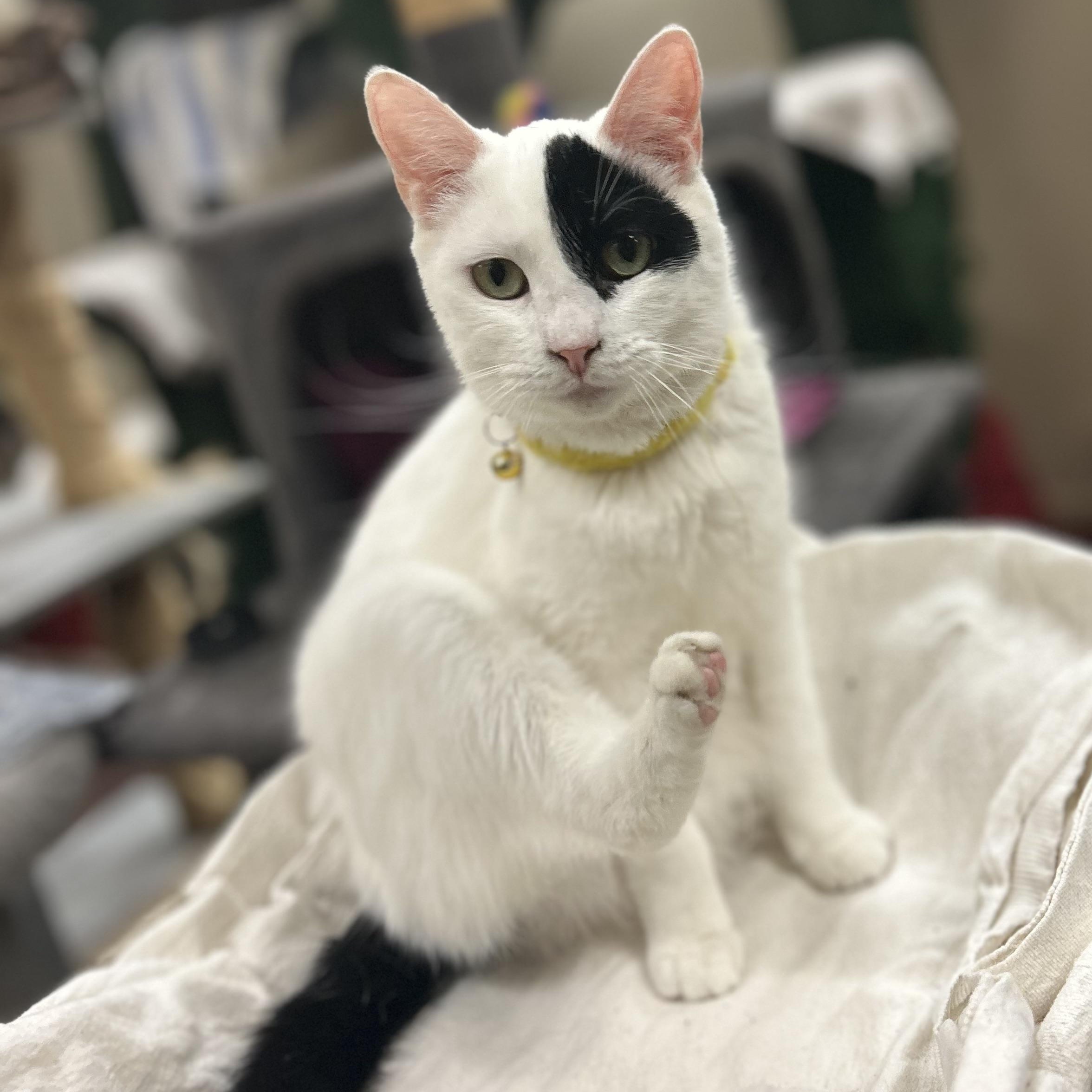 Enlarge Meow-donna, an adopted Domestic Short Hair in Orange, CA image 3/6