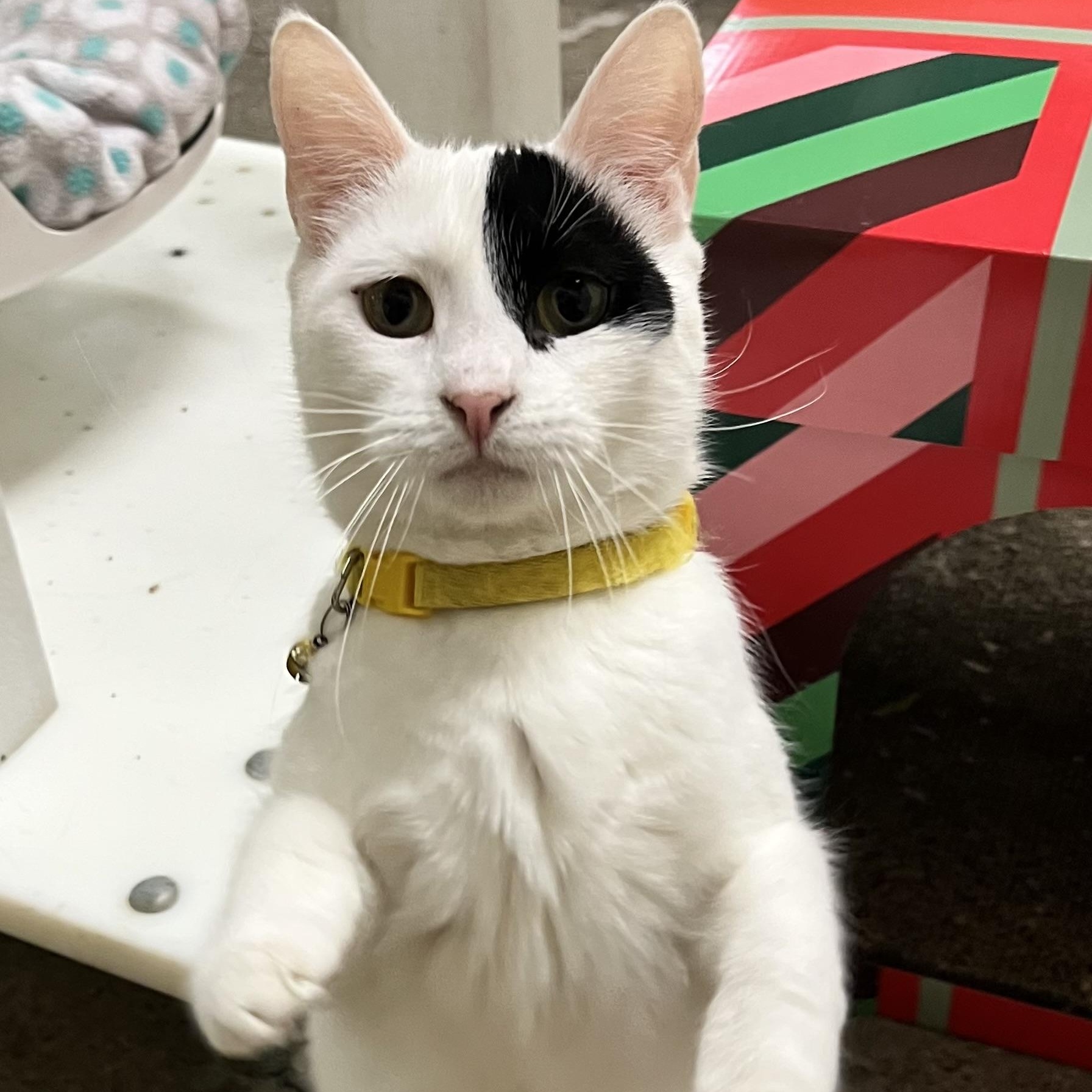 Enlarge Meow-donna, an adopted Domestic Short Hair in Orange, CA image 1/6