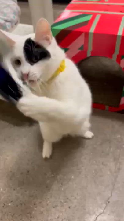 Enlarge Meow-donna, an adopted Domestic Short Hair in Orange, CA video 4/6