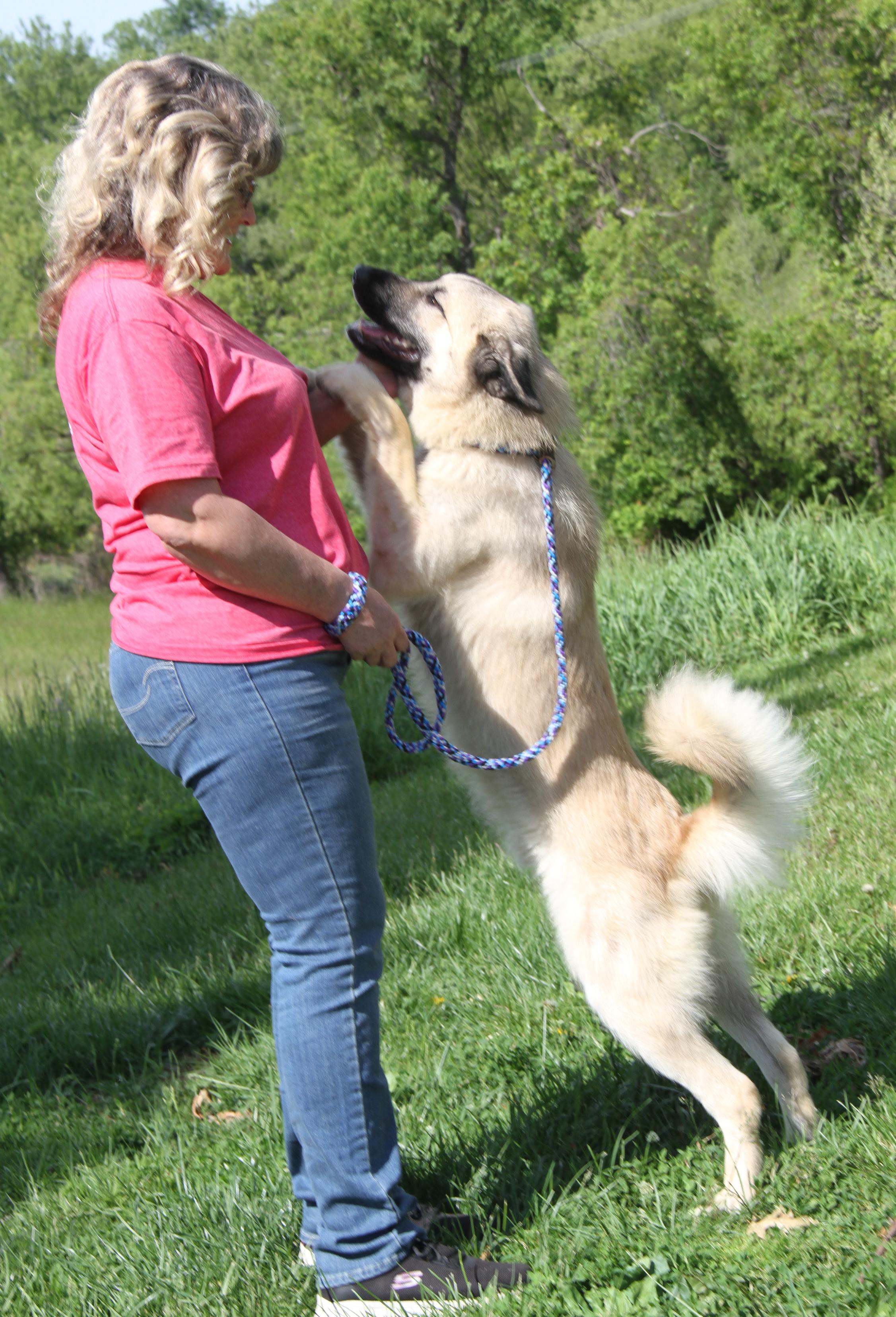 Enlarge Hennessy (Neutered) (Photos May 15 2026), an adopted mixed breed in Marietta, OH image 6/6