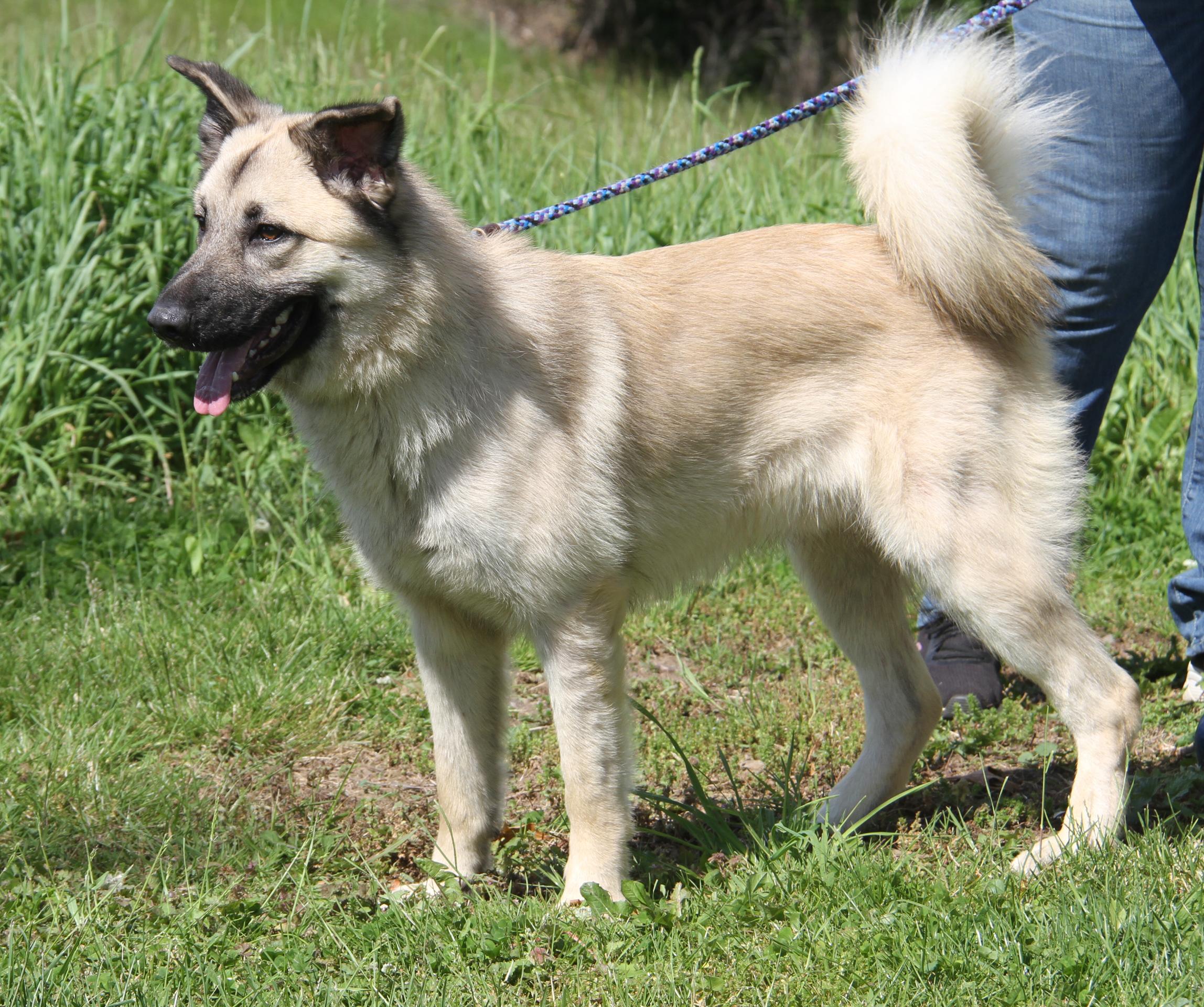 Enlarge Hennessy (Neutered) (Photos May 15 2026), an adopted mixed breed in Marietta, OH image 4/6