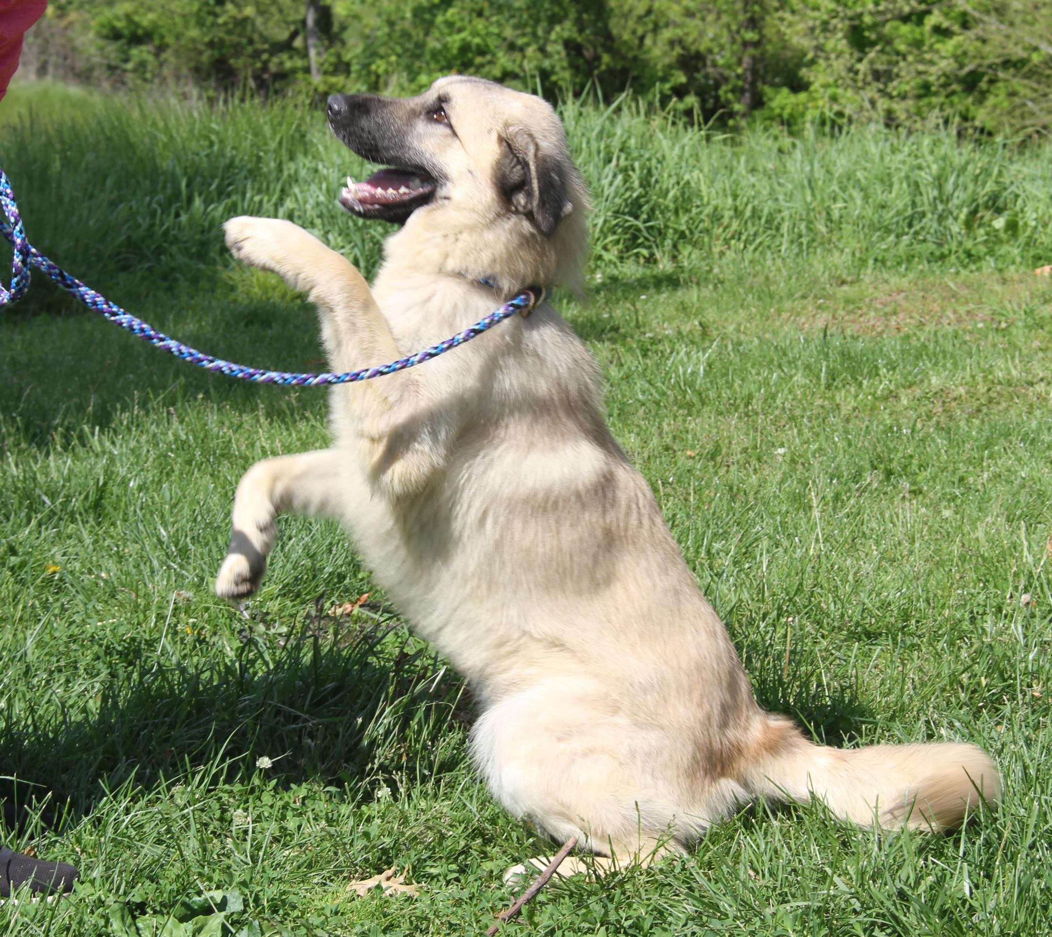 Enlarge Hennessy (Neutered) (Photos May 15 2026), an adopted mixed breed in Marietta, OH image 1/6