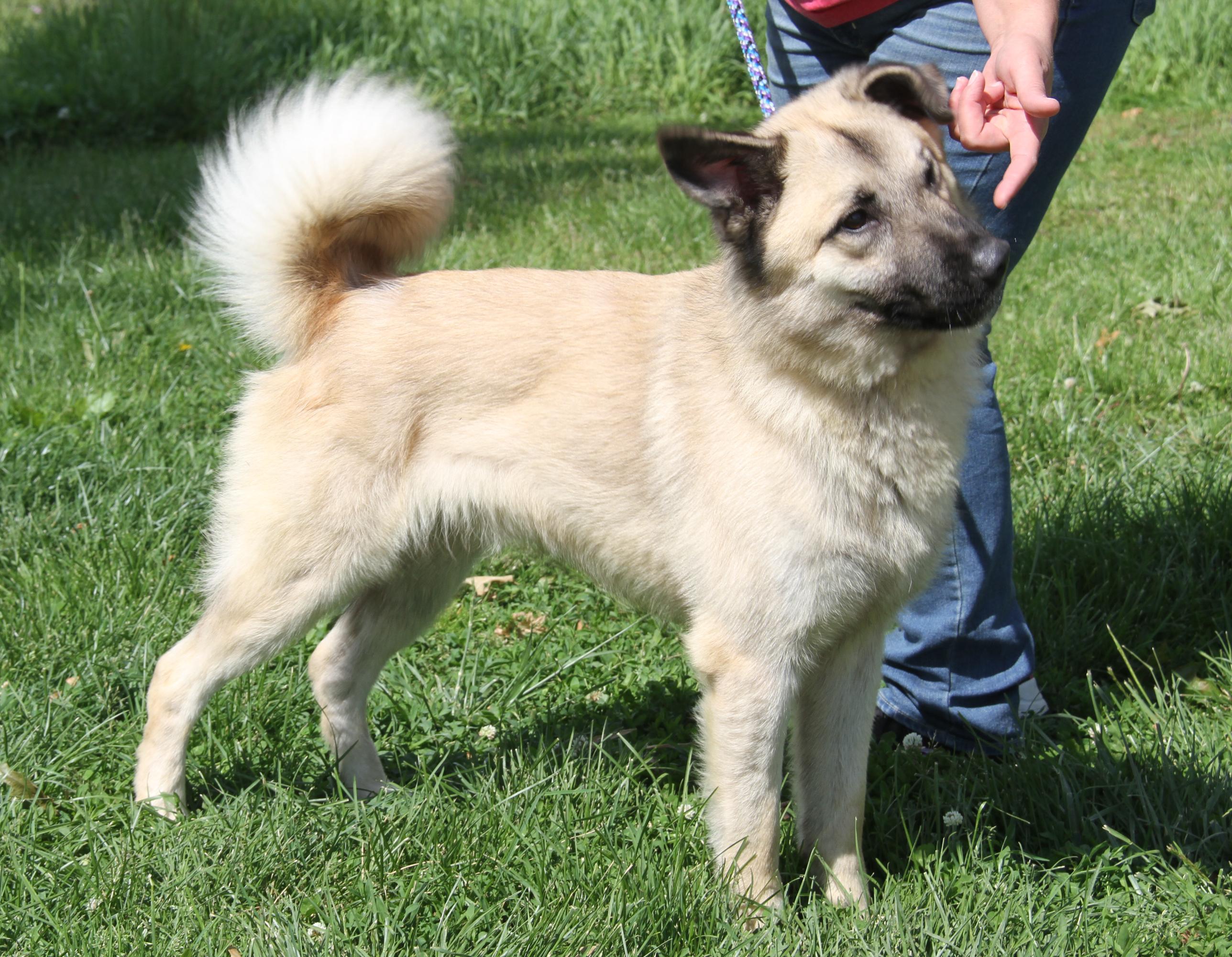 Enlarge Hennessy (Neutered) (Photos May 15 2026), an adopted mixed breed in Marietta, OH image 3/6