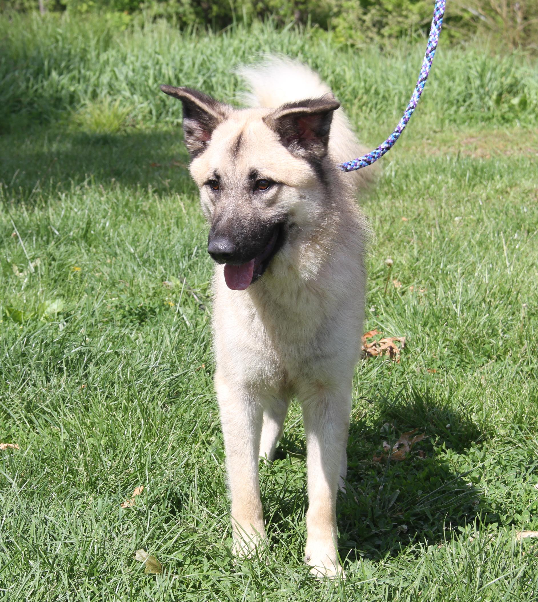 Enlarge Hennessy (Neutered) (Photos May 15 2026), an adopted mixed breed in Marietta, OH image 5/6