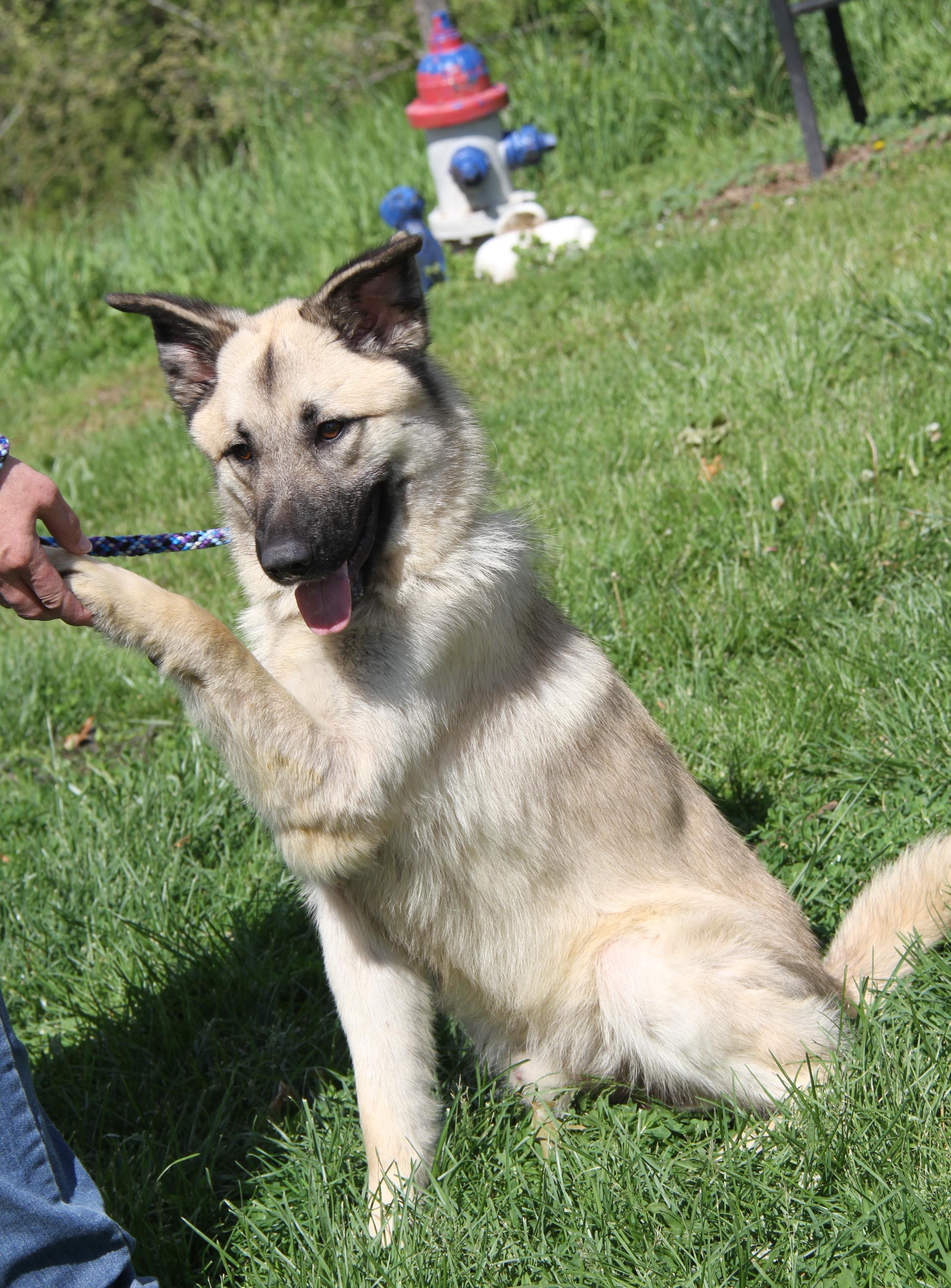 Enlarge Hennessy (Neutered) (Photos May 15 2026), an adopted mixed breed in Marietta, OH image 2/6