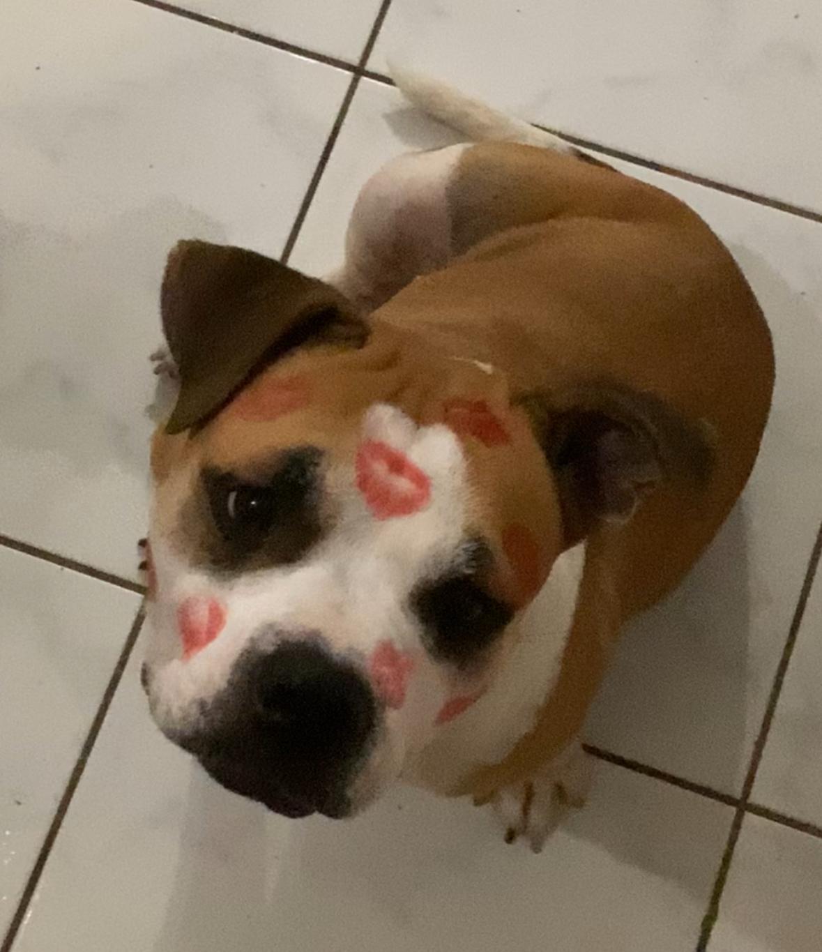 Momma - Your Future Soul Dog, a Adoptable mixed breed in GREAT NECK , NY image 1/4